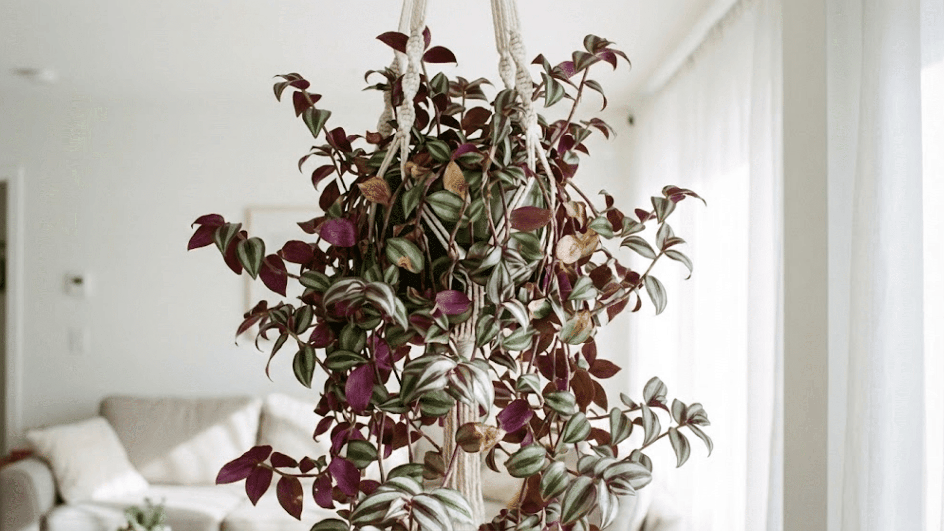 tradescantia zebrina