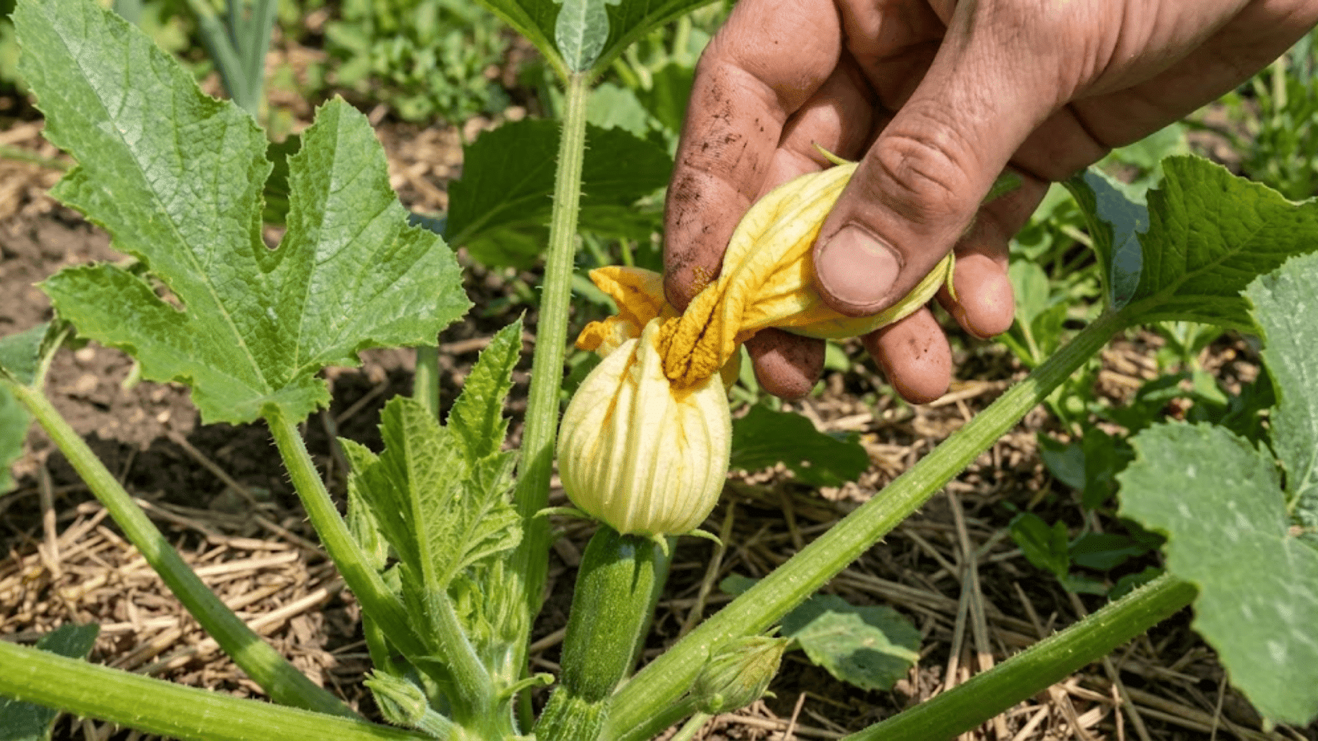 transferring pollen from male to female zucchini flower with small fruit at base