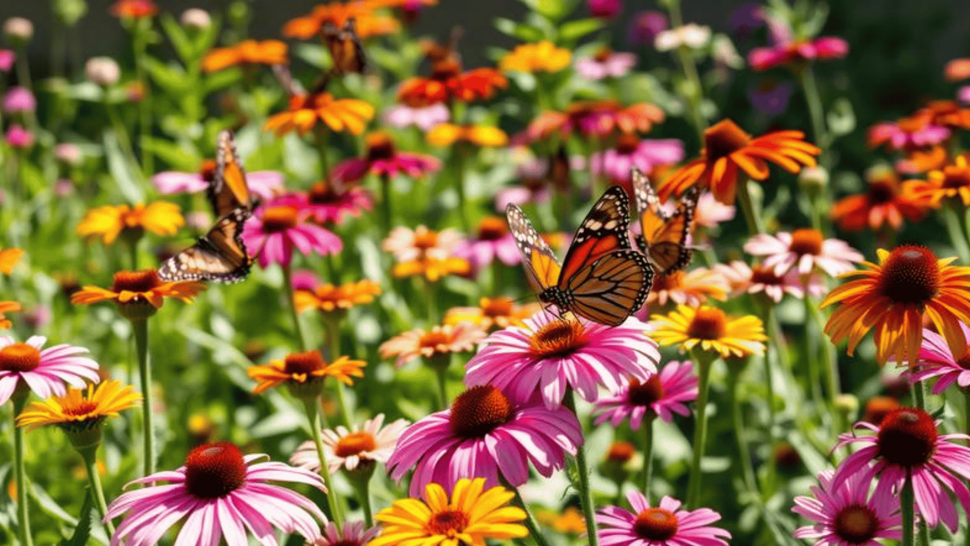 what flowers do butterflies like