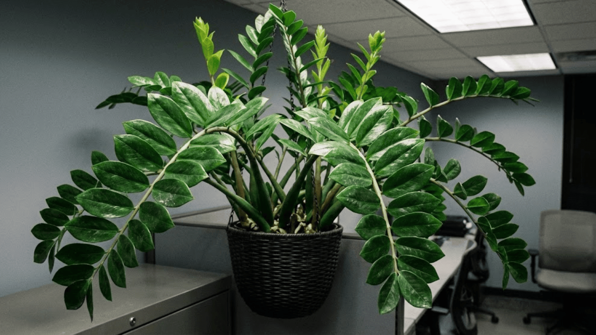 zz plant trailing varieties or baskets