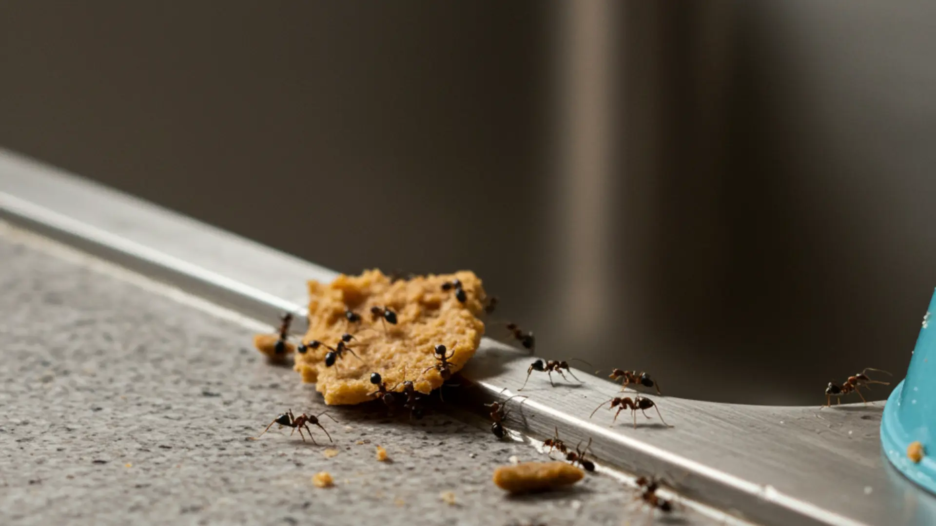 Ants on a kitchen counter near crumbs, a pet food bowl, and a sink.