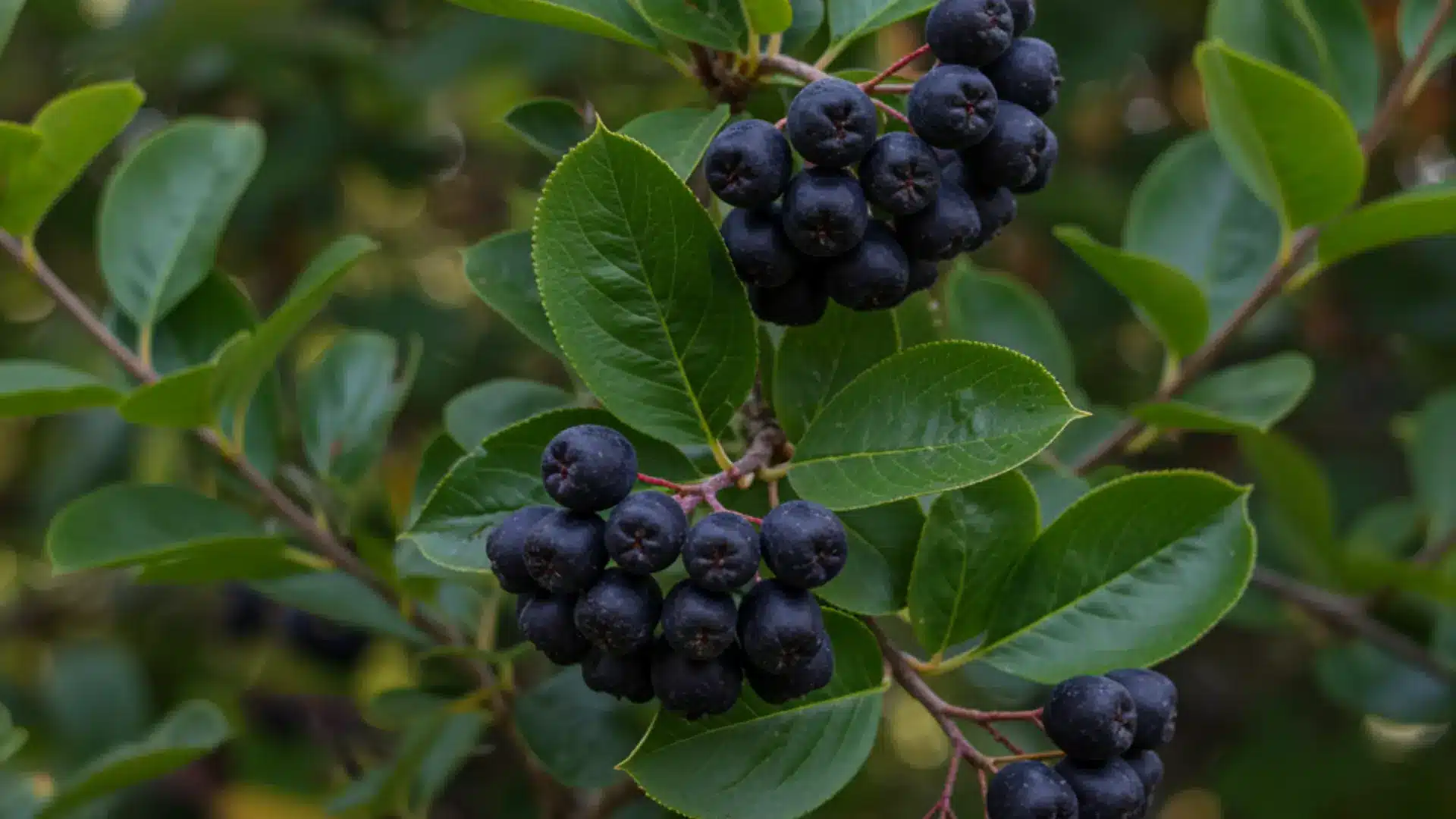 Aronia shrub with dark green leaves and clusters of dark berries growing in a natural landscape.