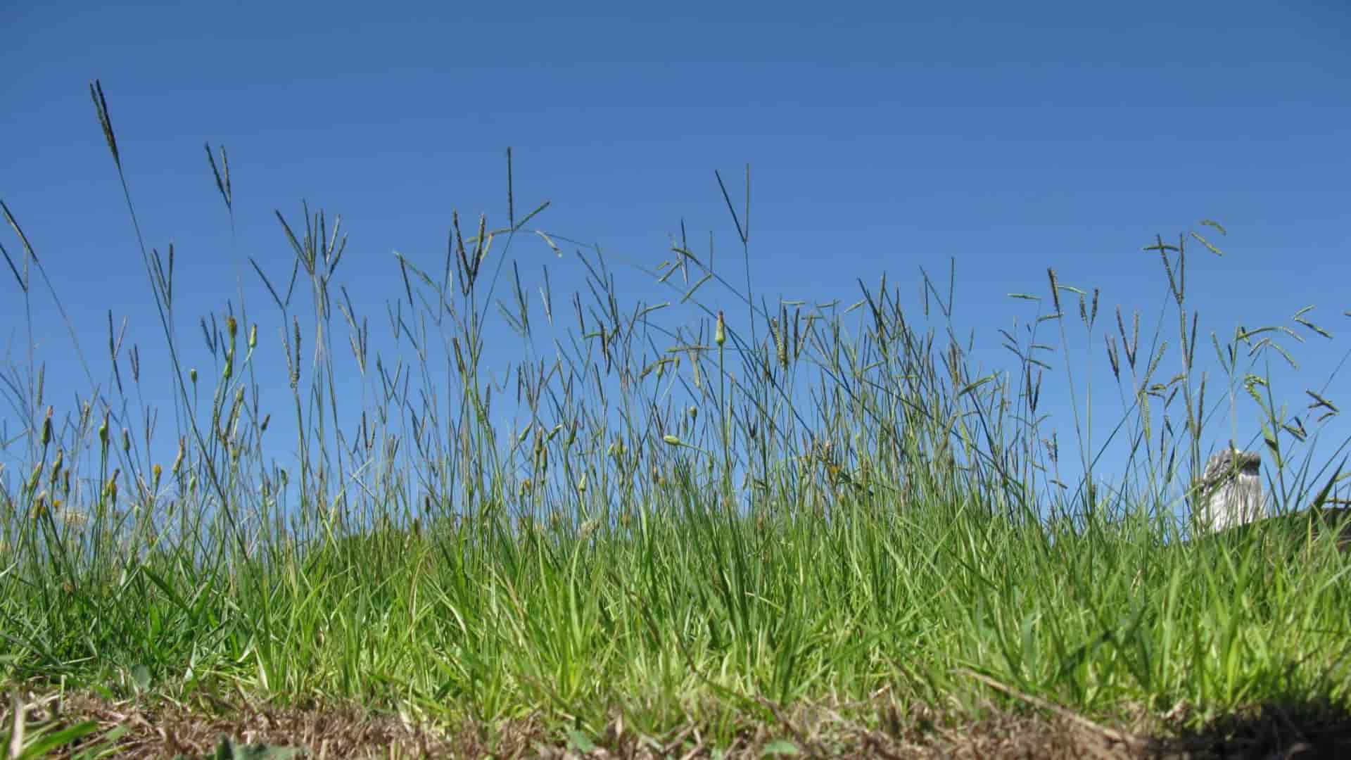 Bahia-Grass
