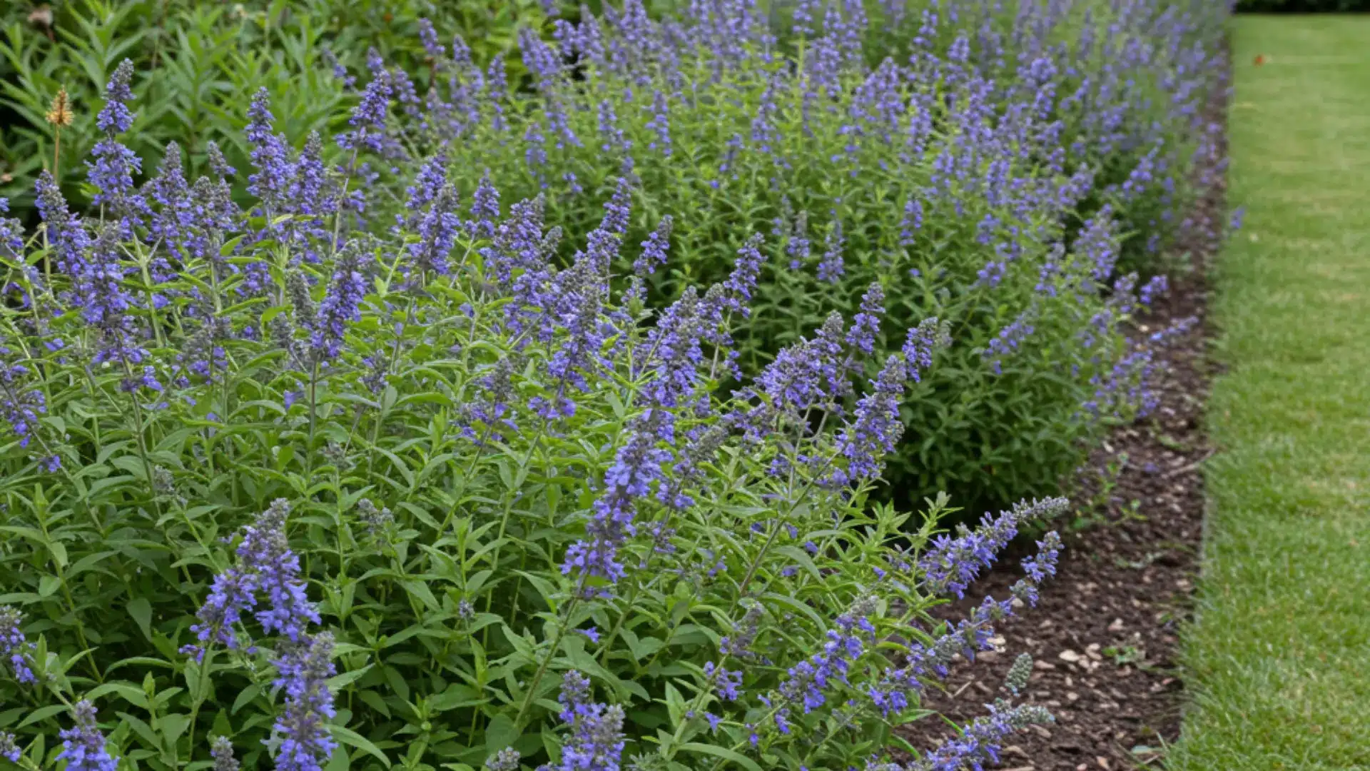 Bluebeard shrub with blue flower clusters growing in a sunny, well draining garden bed.