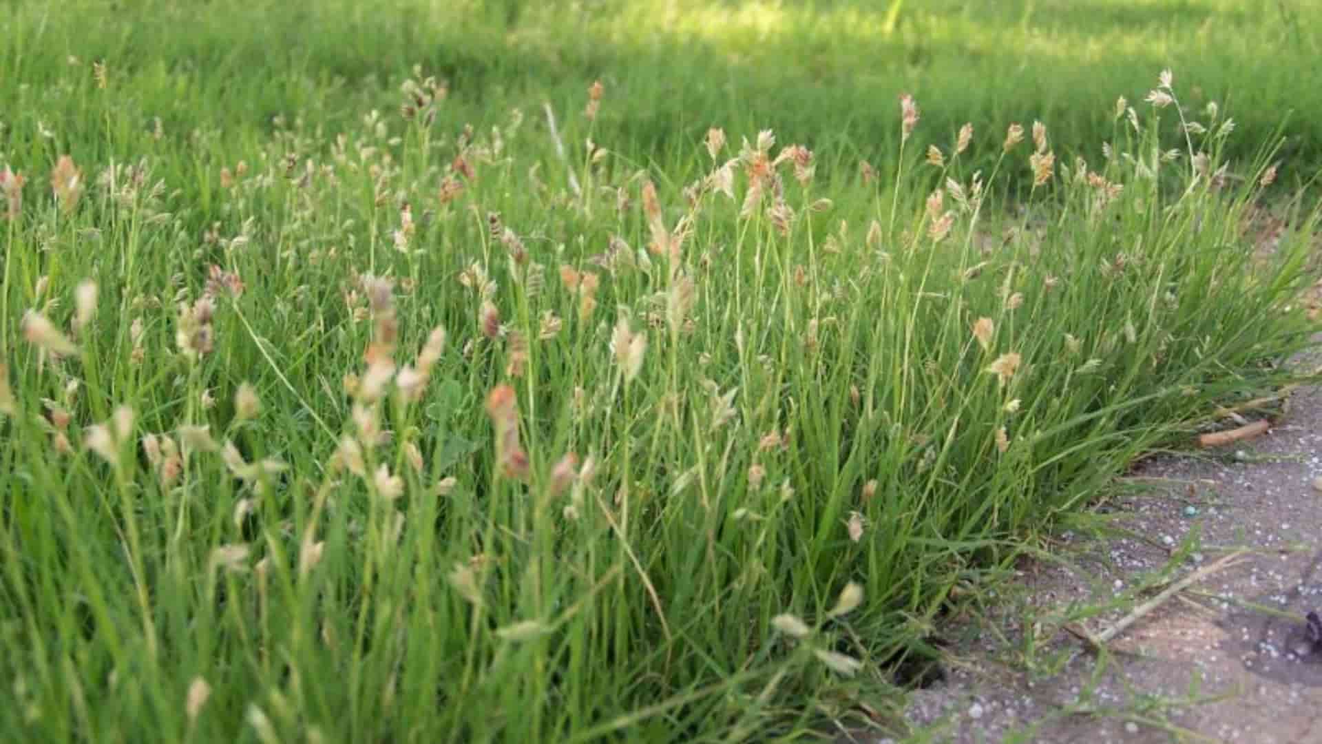 Buffalo-Grass