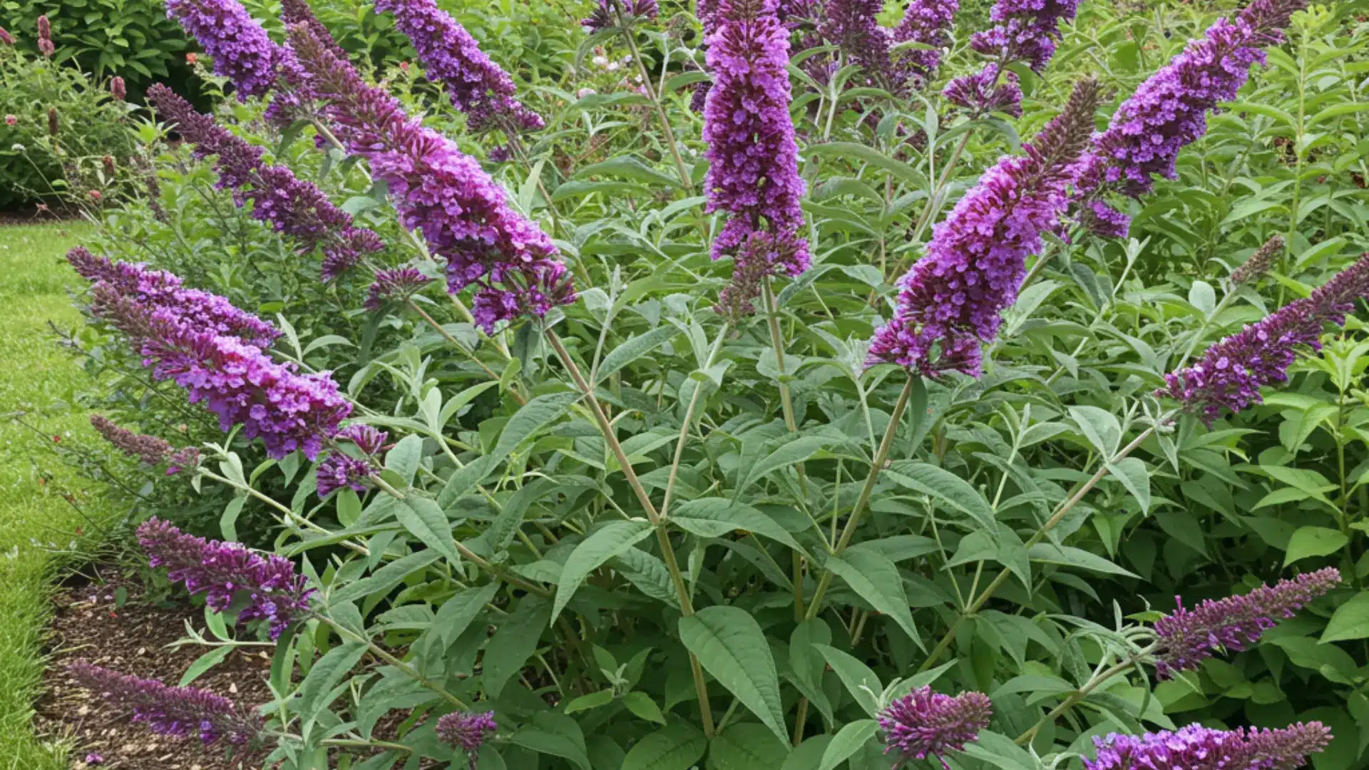 Butterfly bush with purple cone-shaped flower clusters growing in a sunny garden bed