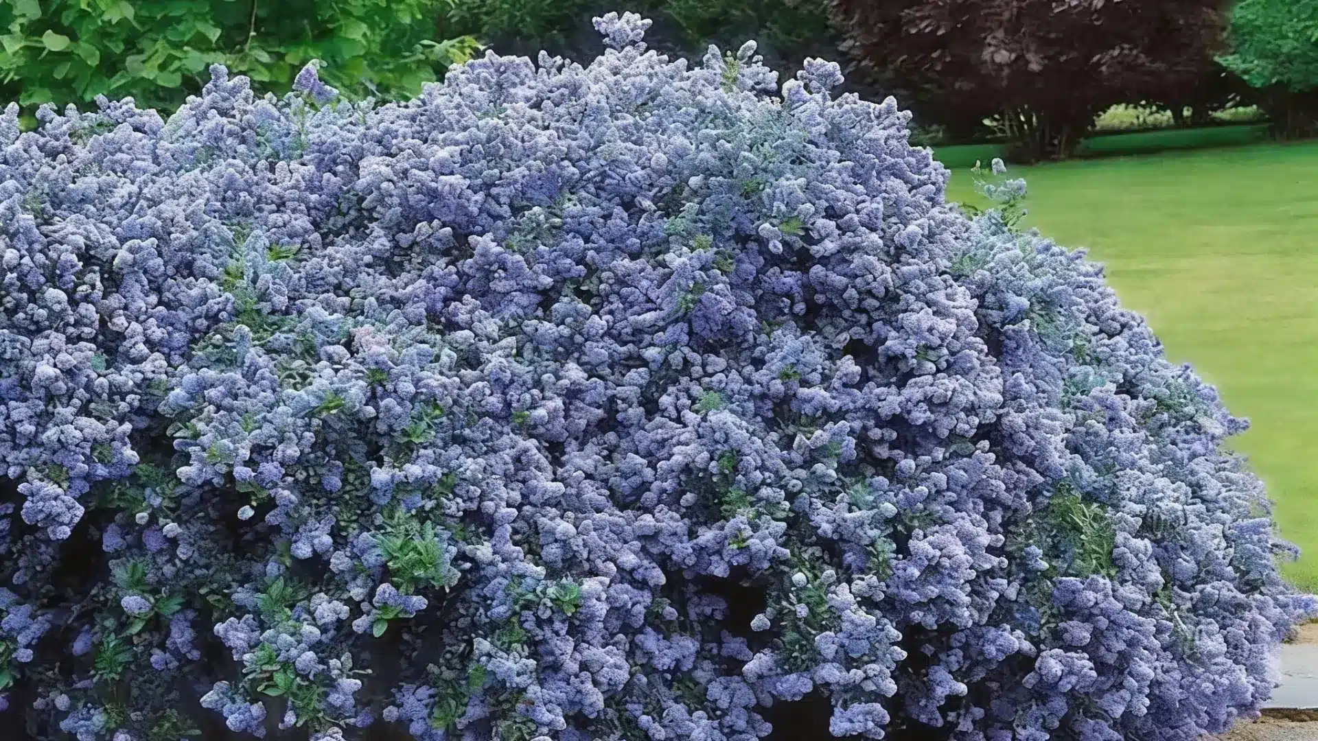 Ceanothus shrub with clusters of small blue flowers growing in a dry, well-draining garden setting