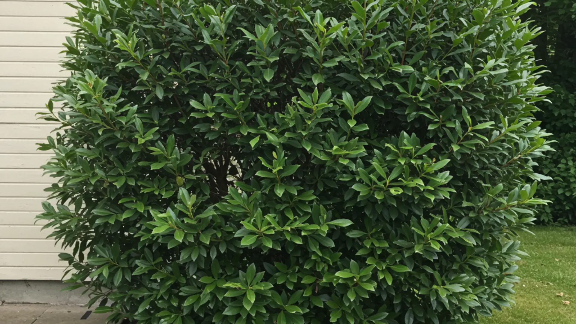 Cherry laurel shrubs with glossy dark green leaves forming a dense privacy hedge