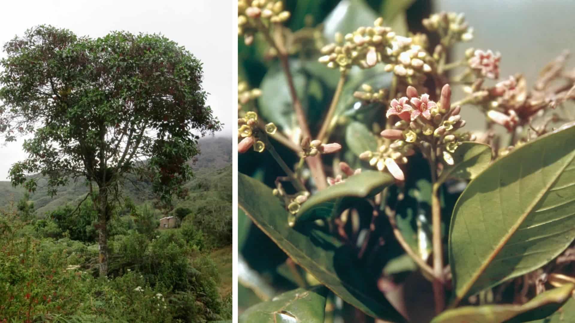 Cinchona tree growing in a mountainous landscape beside a close-up of its small pinkish flowers and glossy green leaves.