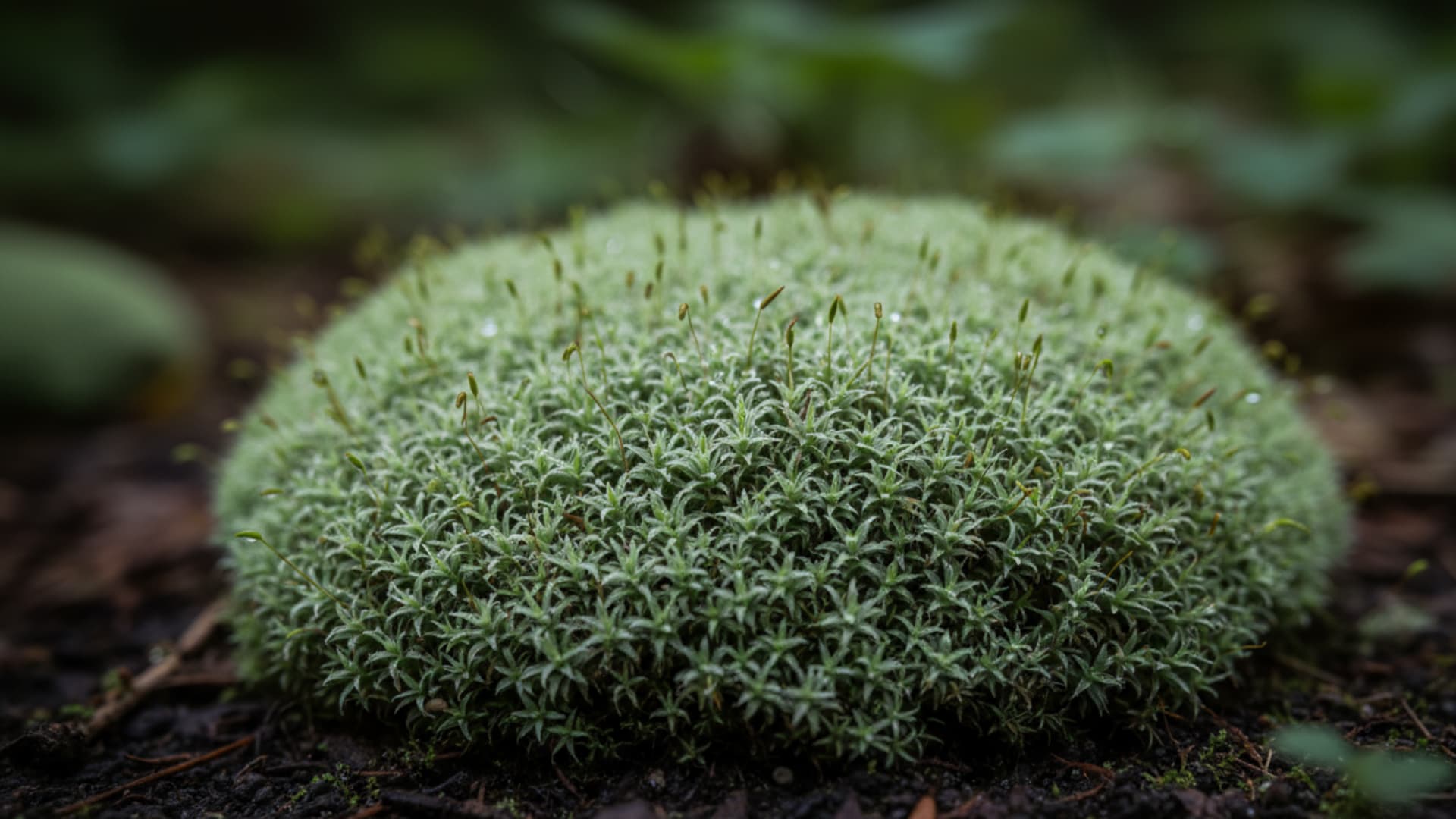 Cushion Moss