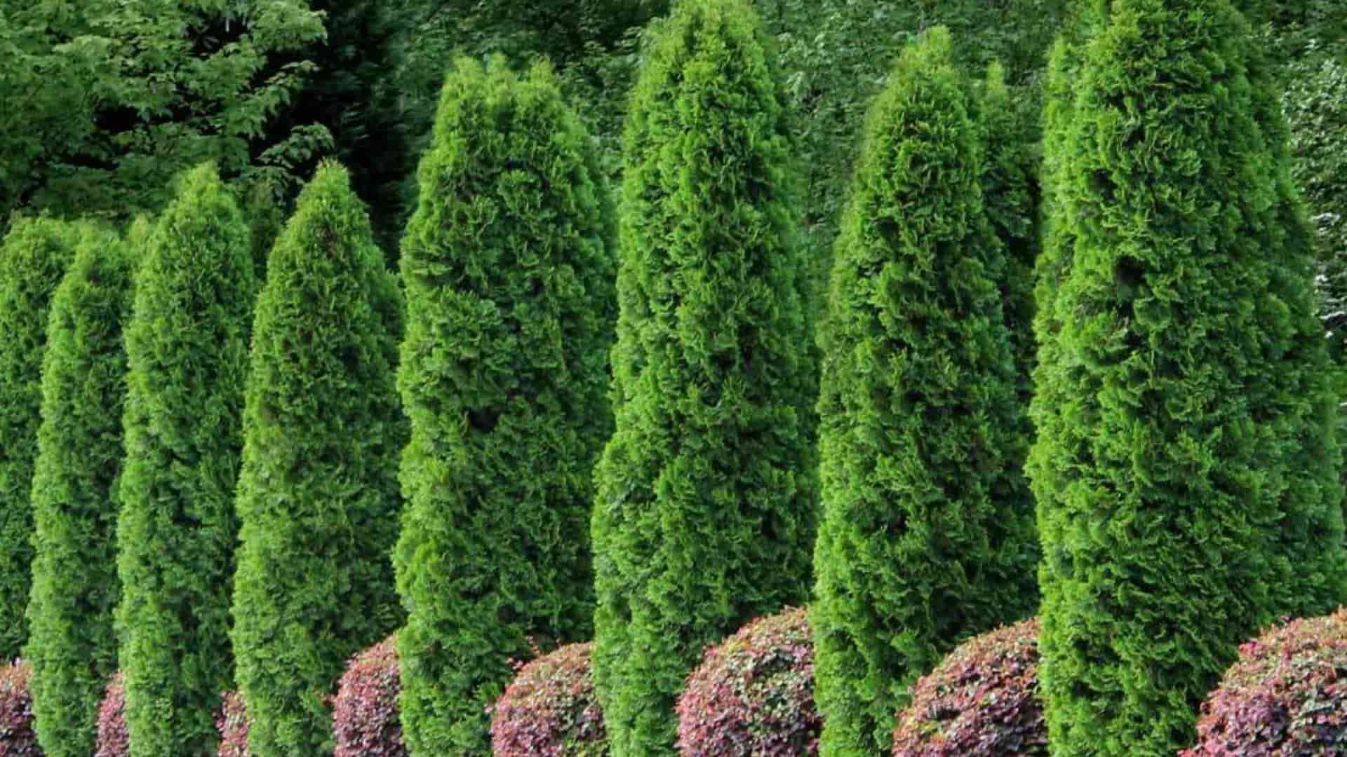Emerald Green Arborvitae