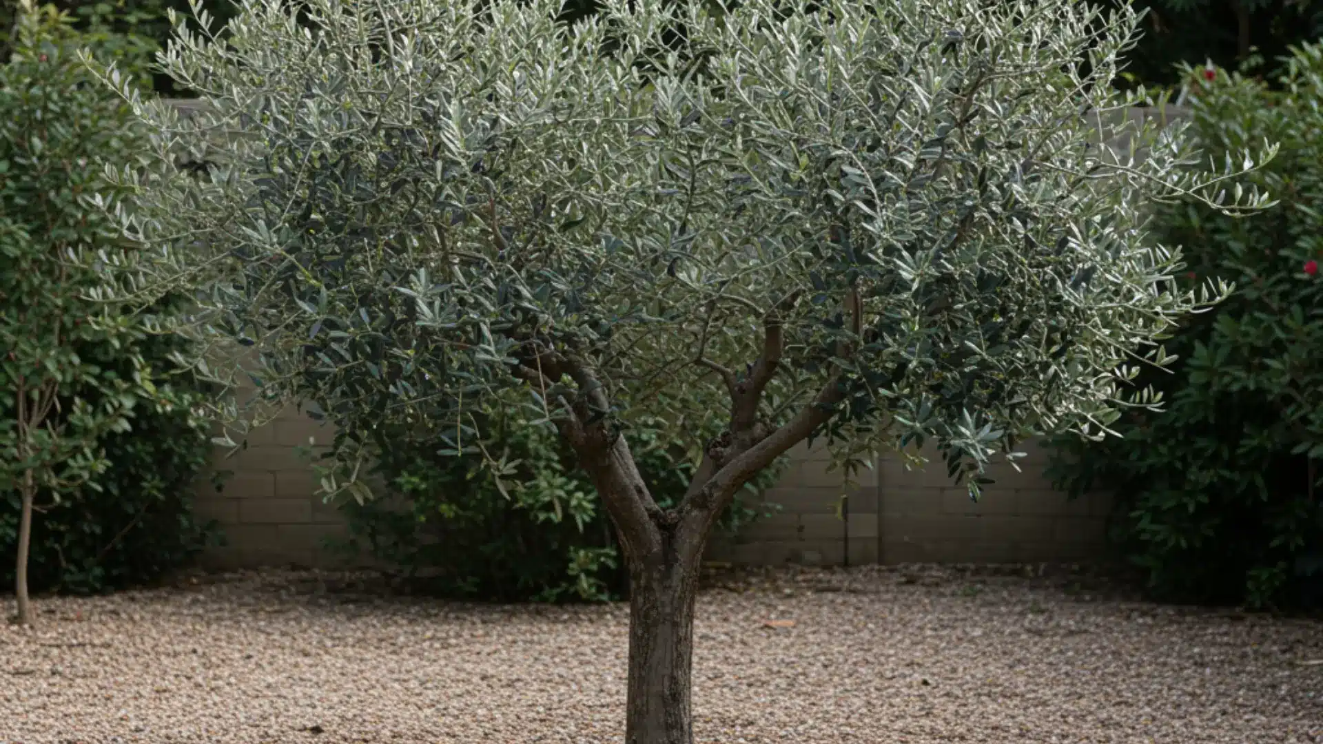 Fruitless olive tree with narrow gray green leaves growing in a dry, well draining landscape.