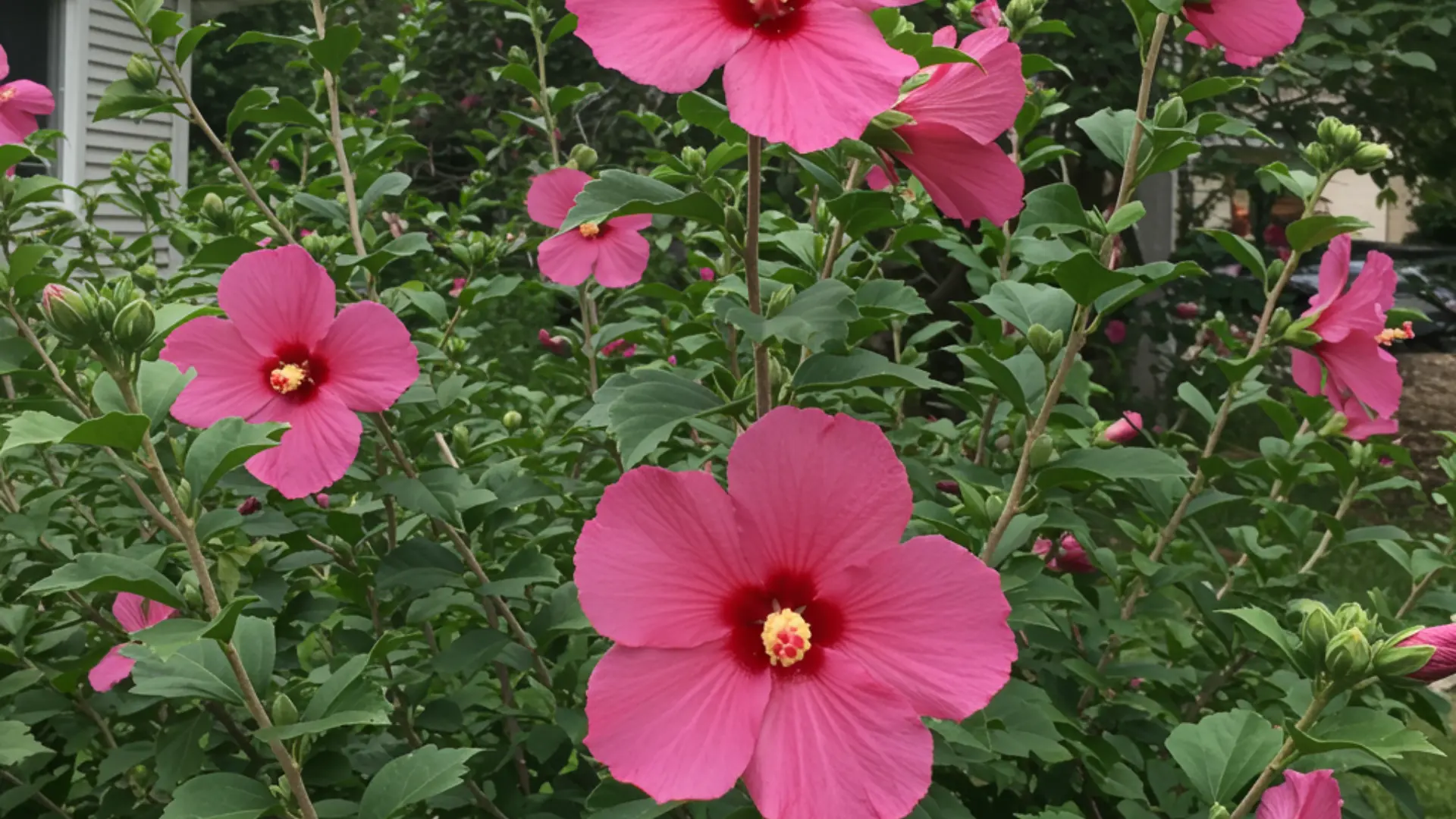 Hibiscus - Rose of Sharon shrub with large open flowers growing in a garden setting