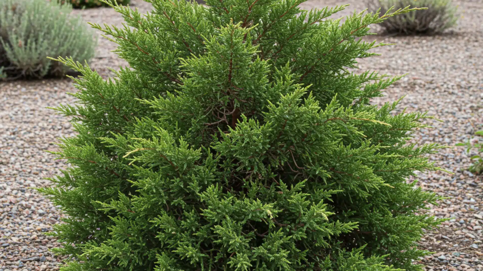 Juniper shrub with dense green needle foliage growing in a dry landscape with gravel ground cover.
