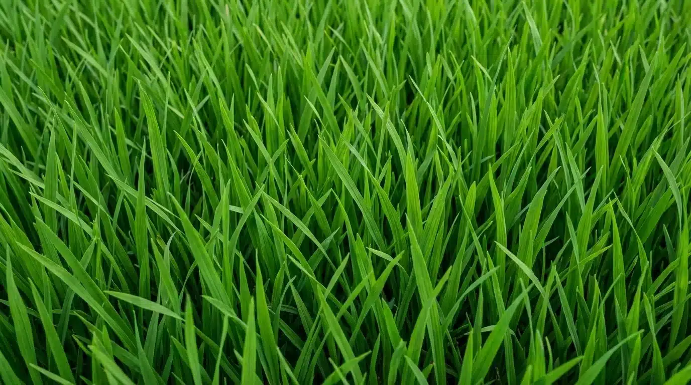 Kikuyu-Grass