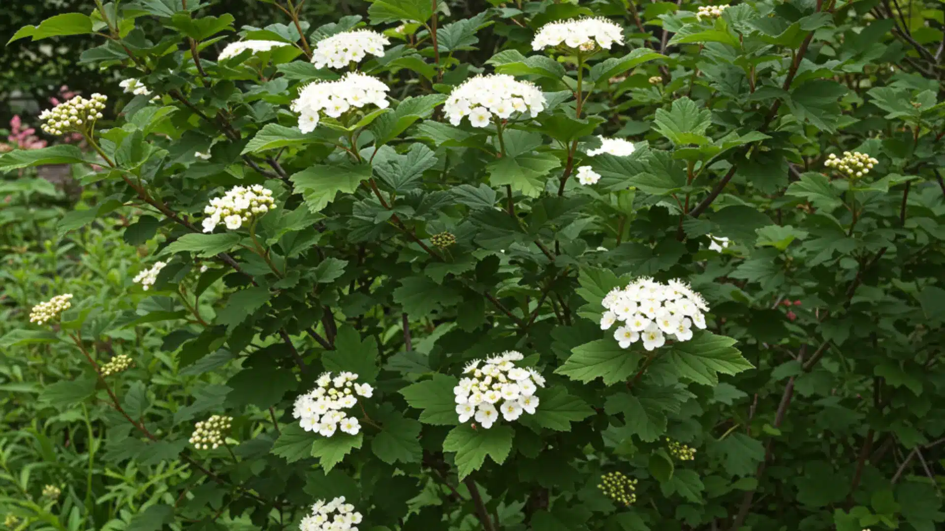 Ninebark shrub with lobed leaves and clustered flowers growing in a natural yard setting.