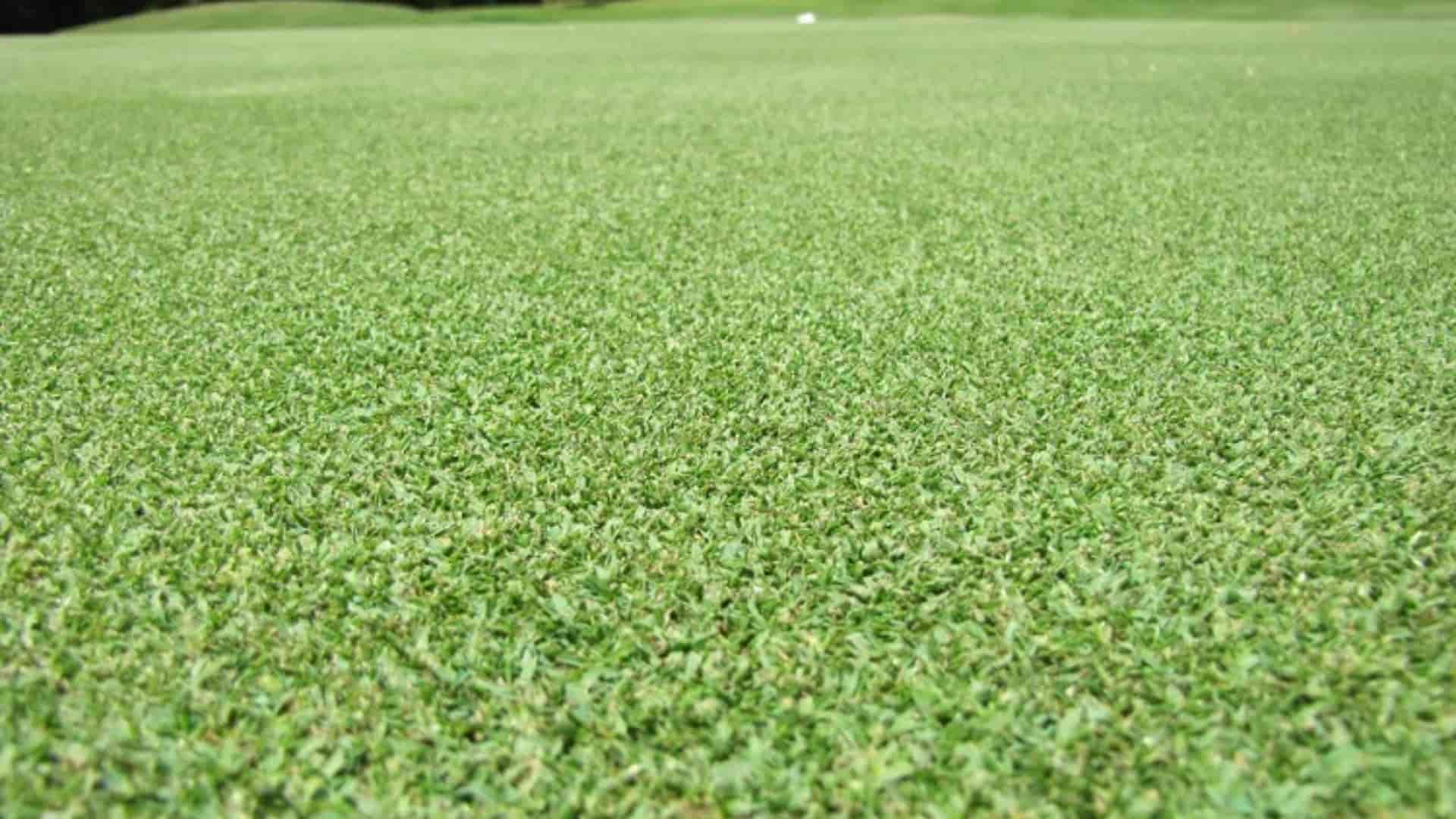 Paspalum-Grass