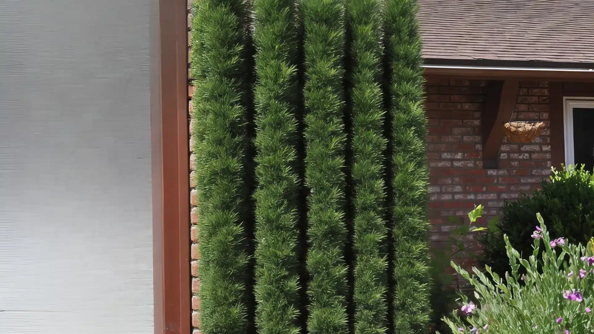 Row of podocarpus shrubs forming a tall green privacy hedge