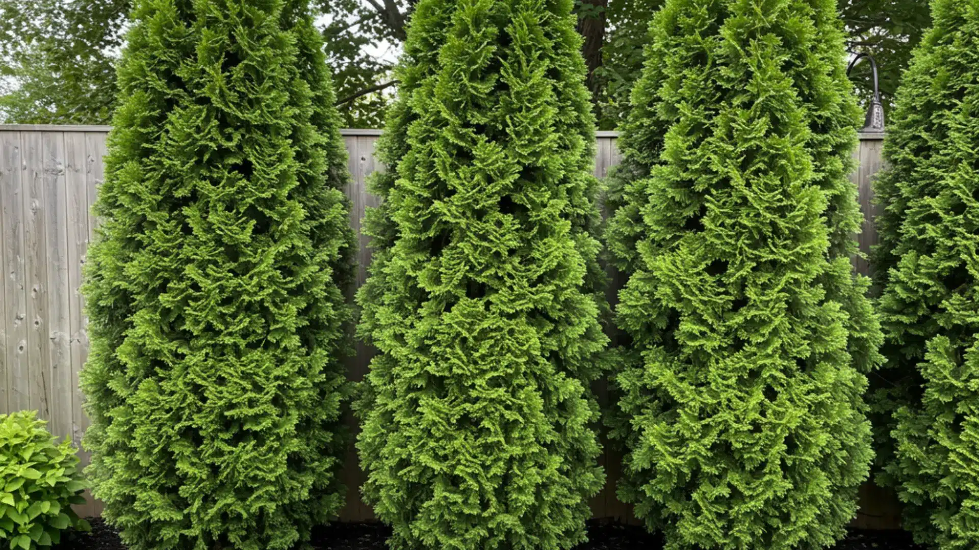 Row of upright arborvitae shrubs forming a dense green privacy hedge in a well draining landscape.