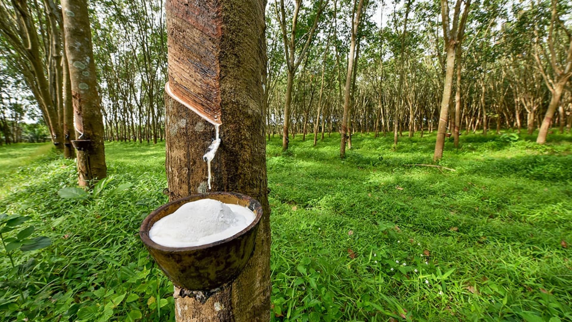 Two bromeliad plants with bright orange star-shaped flowers and long green leaves growing in a garden setting.