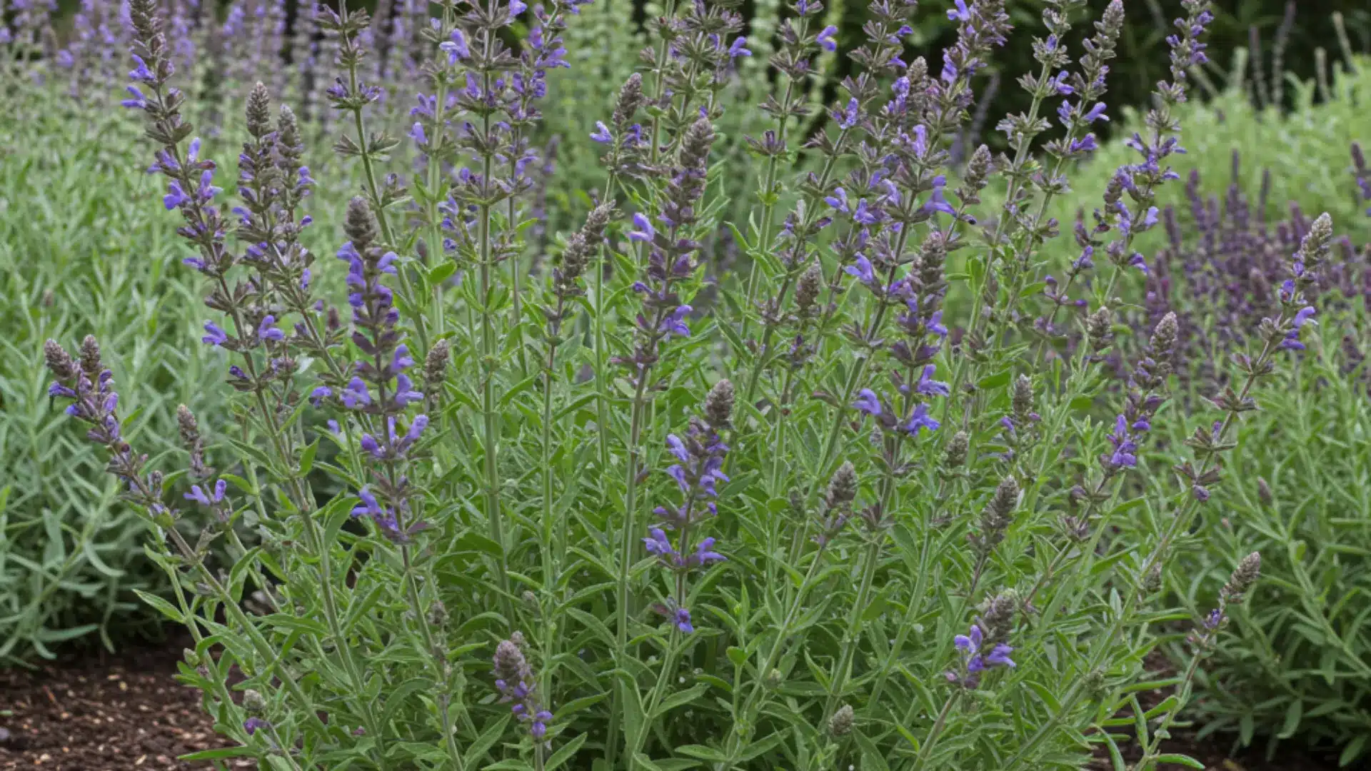 Russian sage shrub with silvery green stems and light purple flowers growing in a dry garden bed.