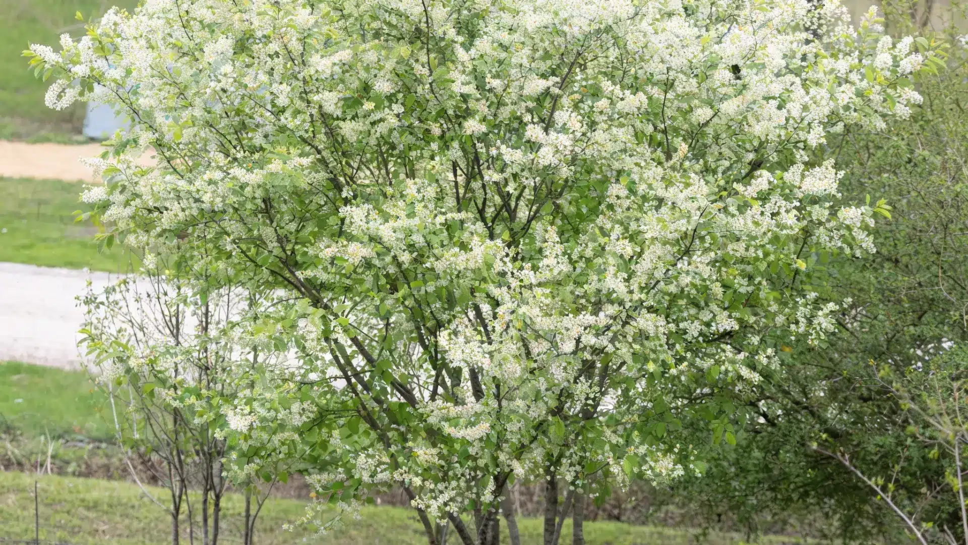 Serviceberry shrub with small white flowers growing in a natural garden setting.