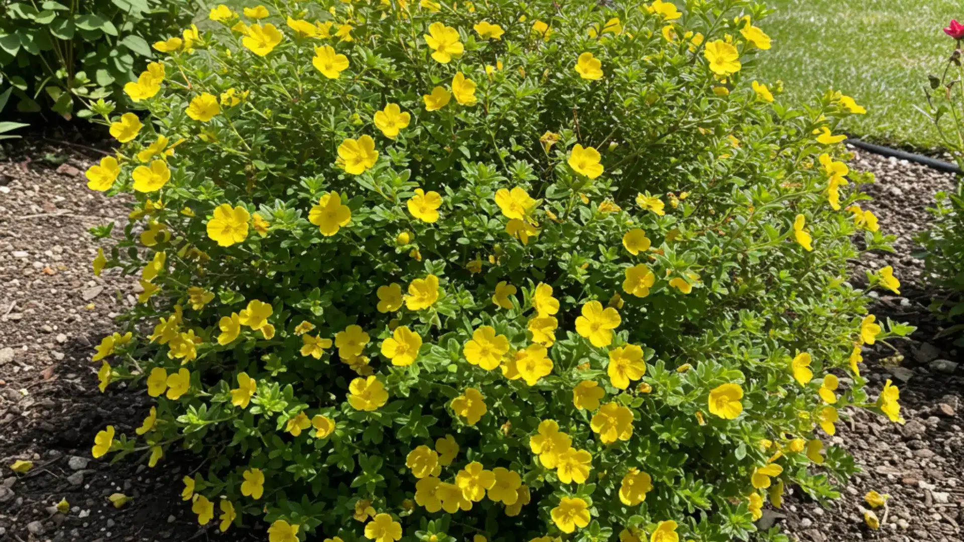 Shrubby potentilla with small yellow flowers growing in a sunny, well draining garden bed.