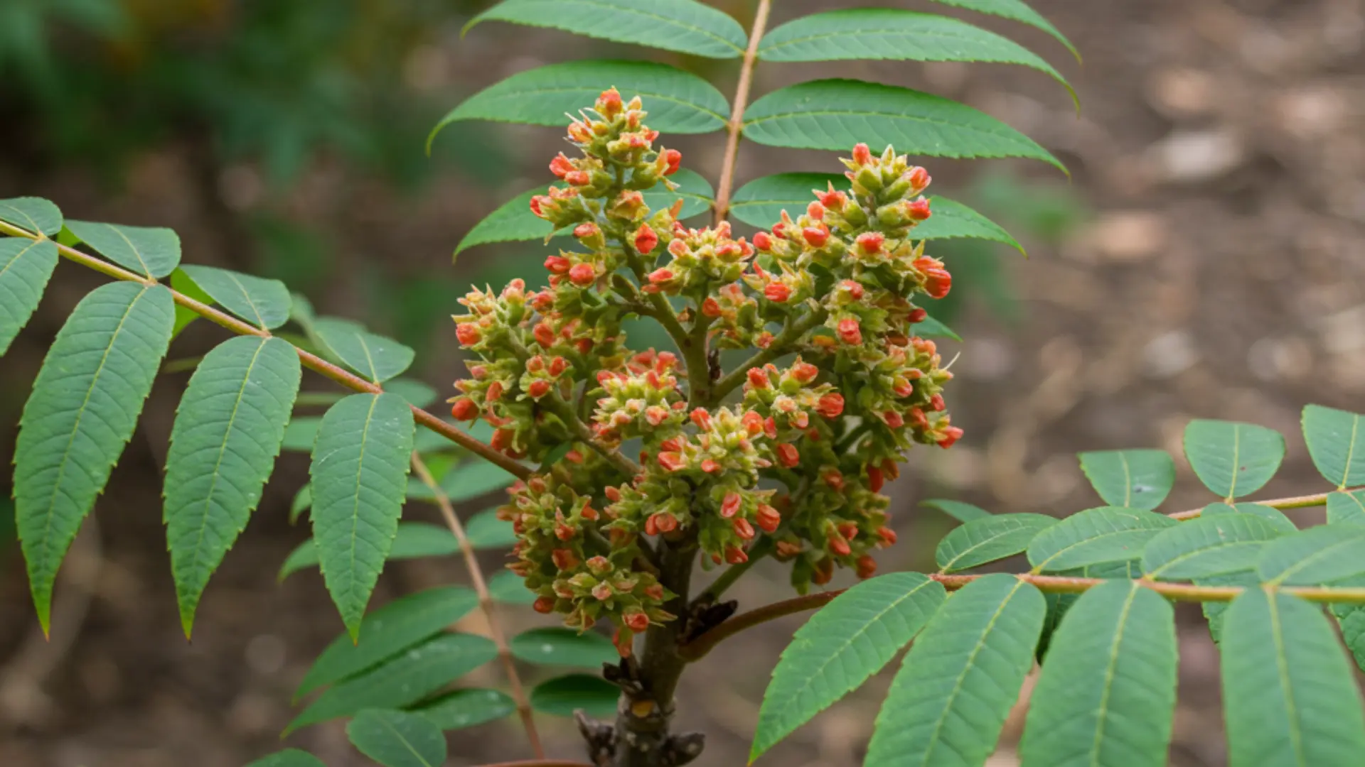Sumac shrub with compound green leaves and red seed clusters growing in a dry, open landscape