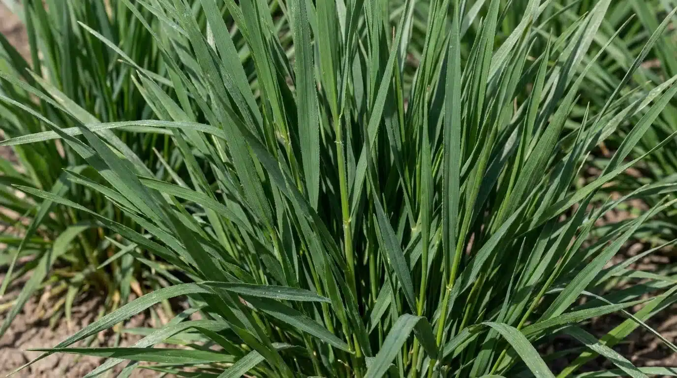 Tall-Fescue