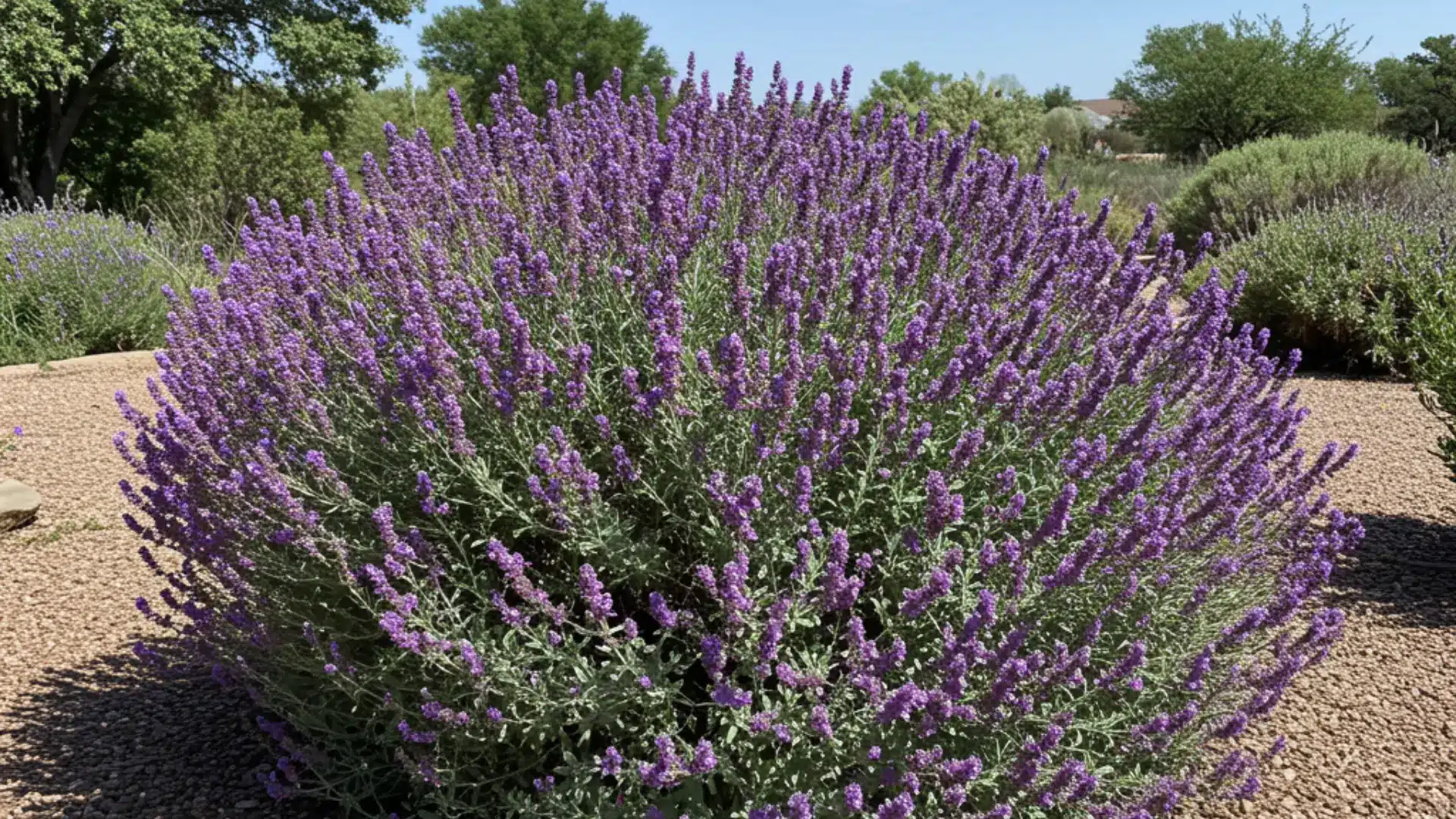 Texas Sage (Leucophyllum) shrub with silver gray leaves and small purple flowers growing in a dry, well draining landscape.