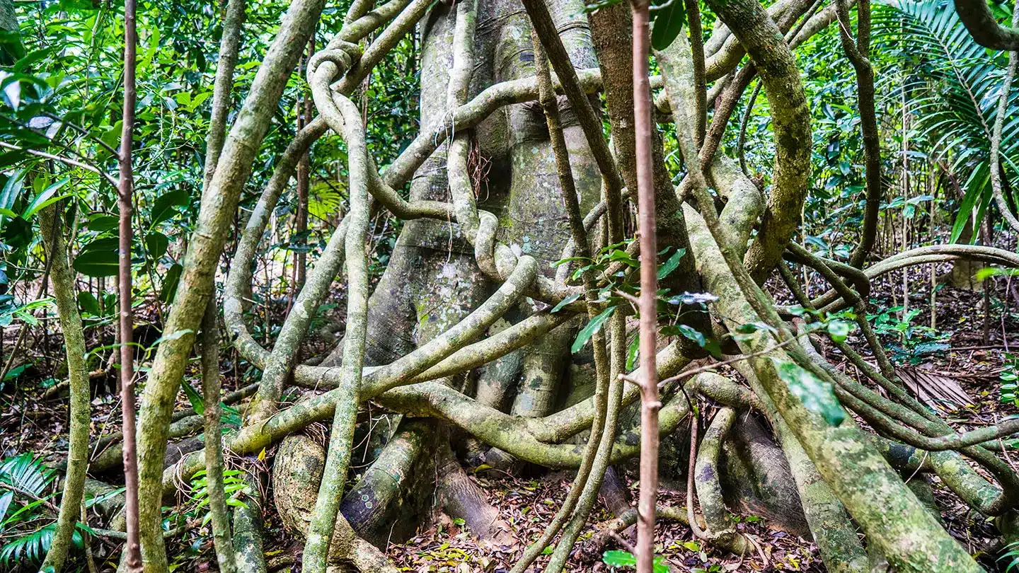Thick twisting lianas wrapped around a large rainforest tree trunk, forming a tangled network of woody vines in dense jungle vegetation.