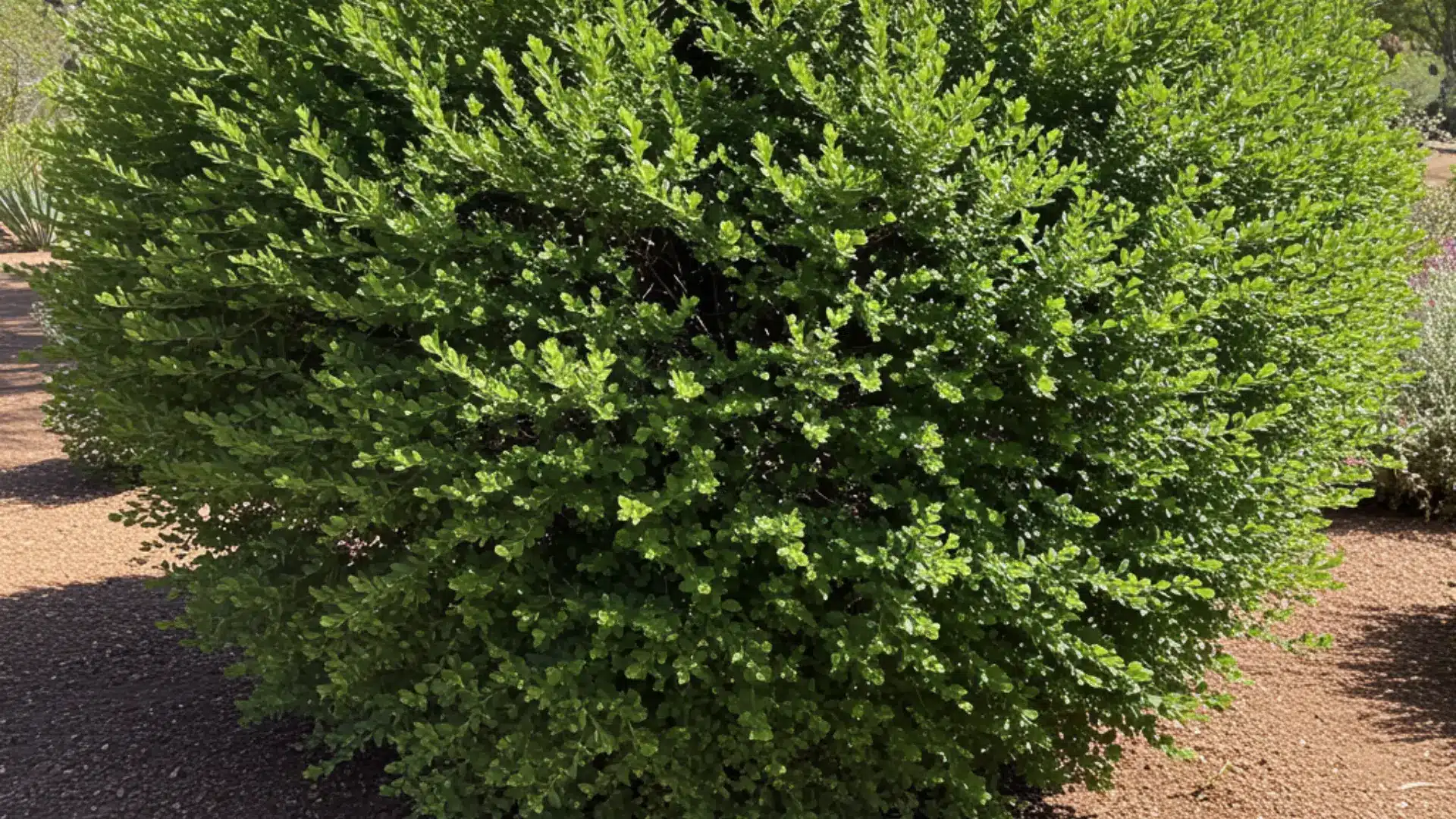 Wax myrtle shrub with dense green foliage forming a natural privacy screen