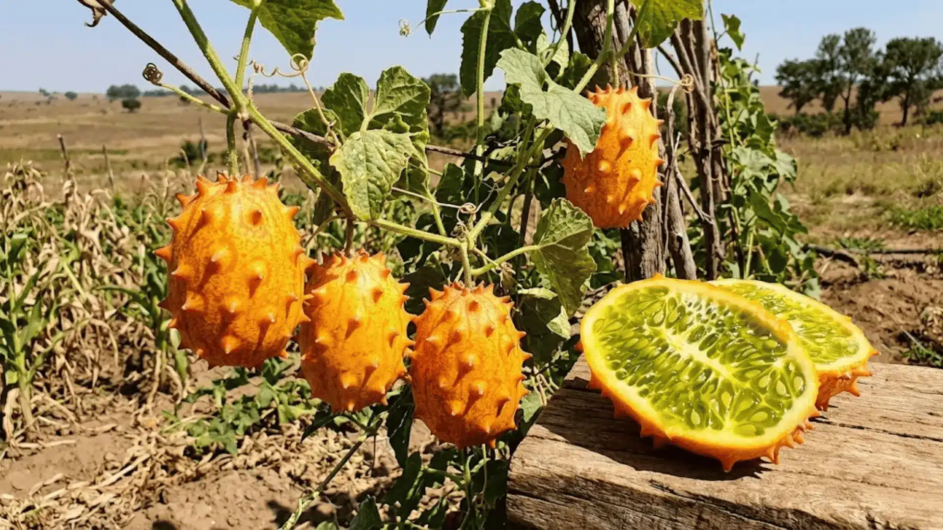 african horned cucumber on vine with one sliced open showing green interior