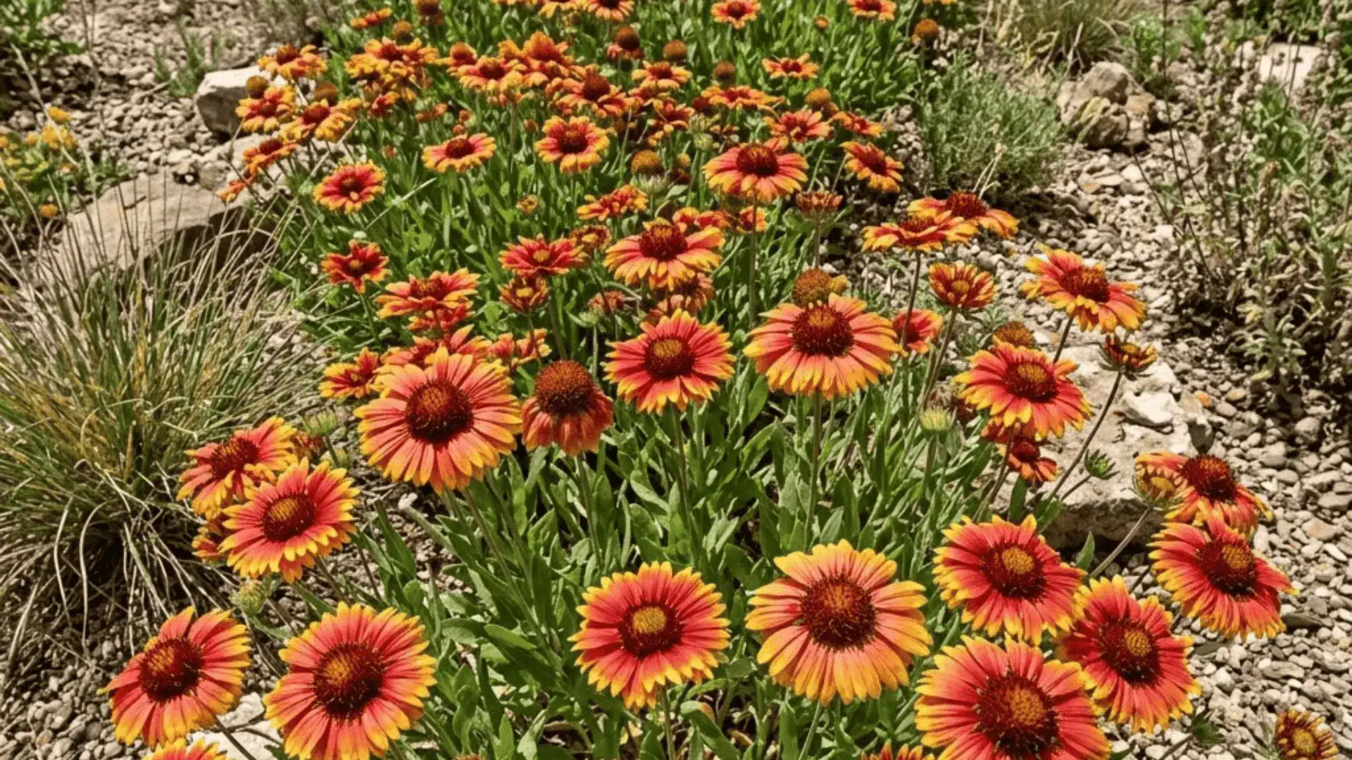 bold red orange and yellow gaillardia blooms with detailed tricolor petals in a dry sunny garden border