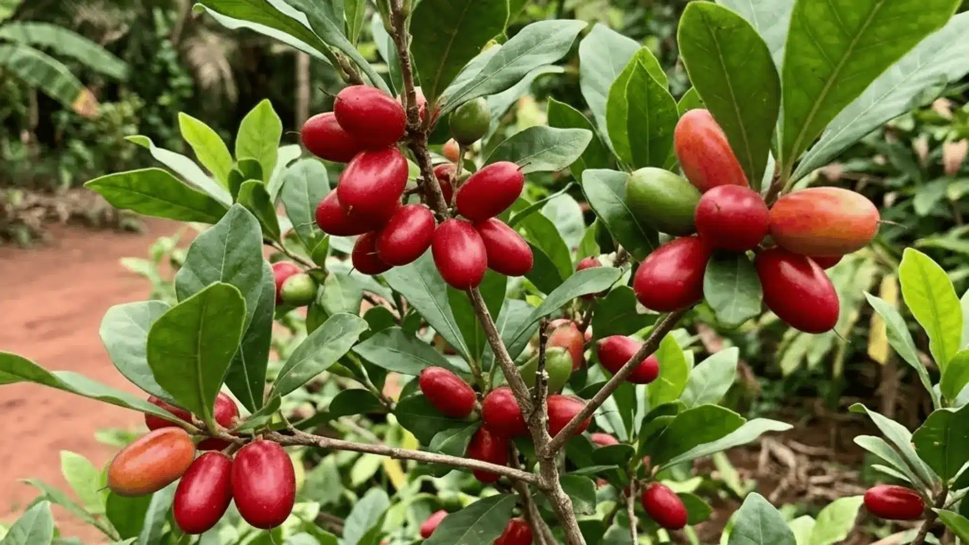 _bright red miracle fruit berries on shrub in natural west african garden light
