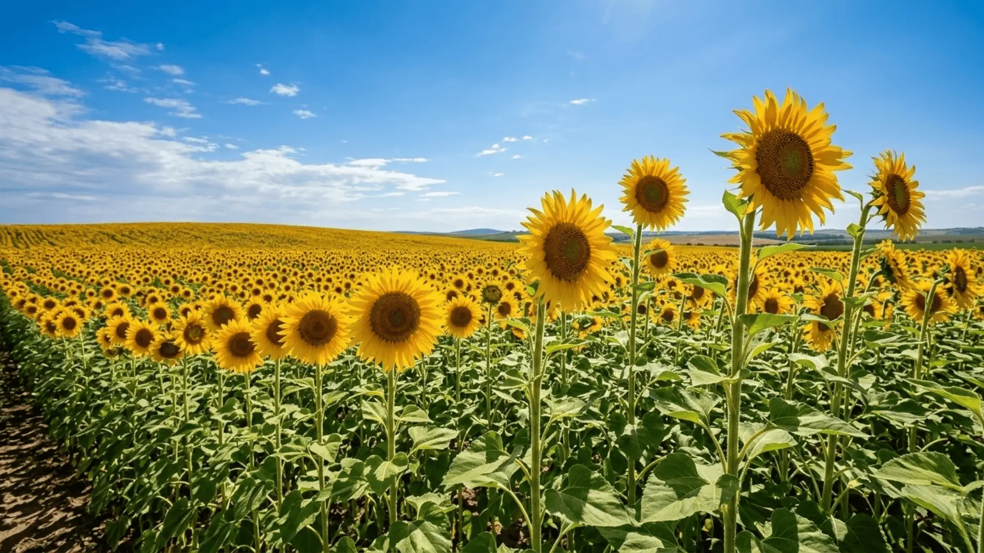 bright yellow sunflowers in full bloom across an open field under a clear blue sky