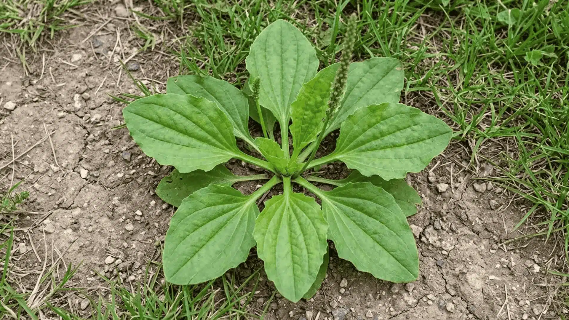broadleaf plantain rosette with wide veined leaves and slender flower stalks growing in compacted soil