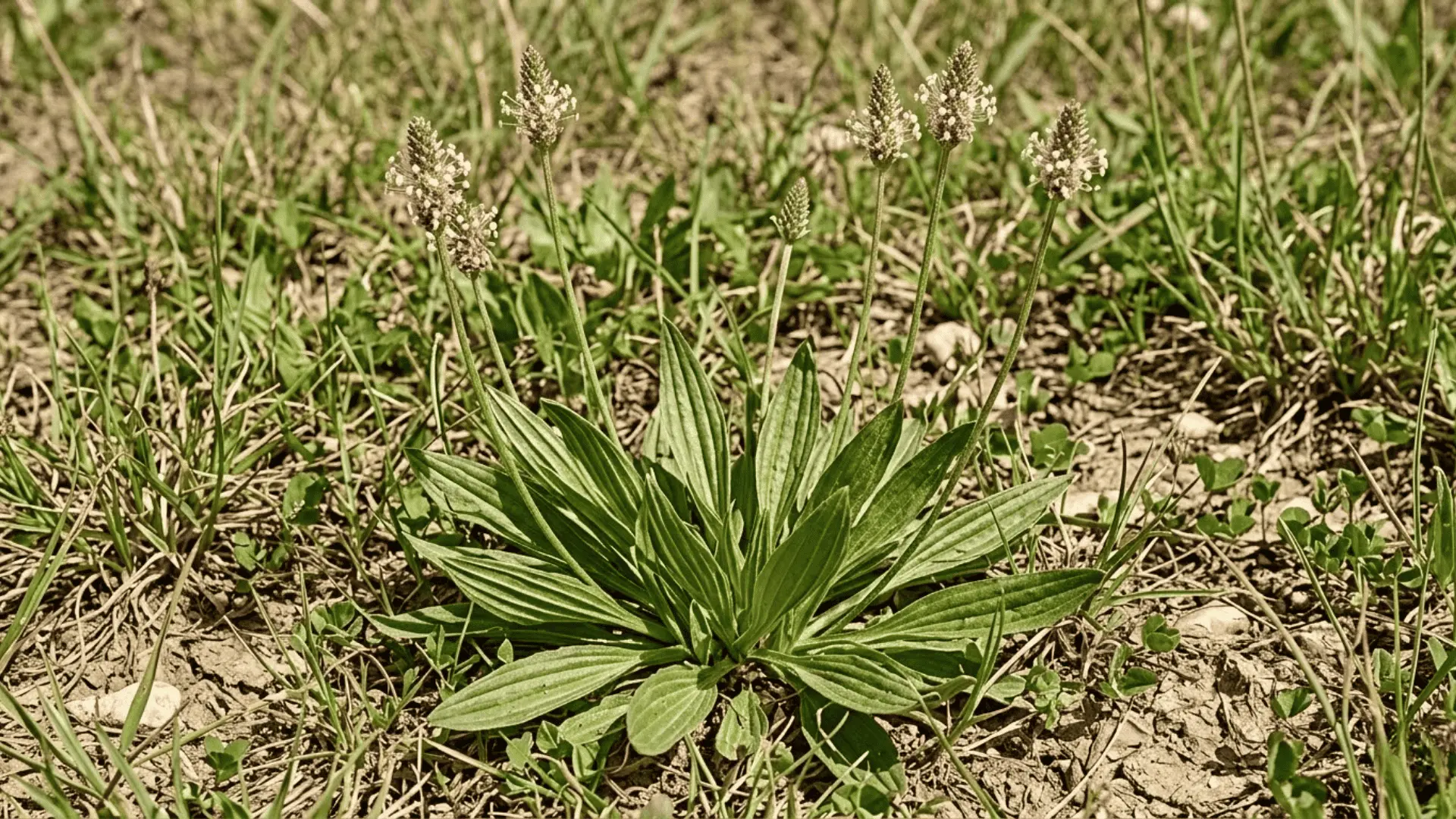 buckhorn plantain with narrow ribbed leaves and cone-shaped white flower spike in open grassy area