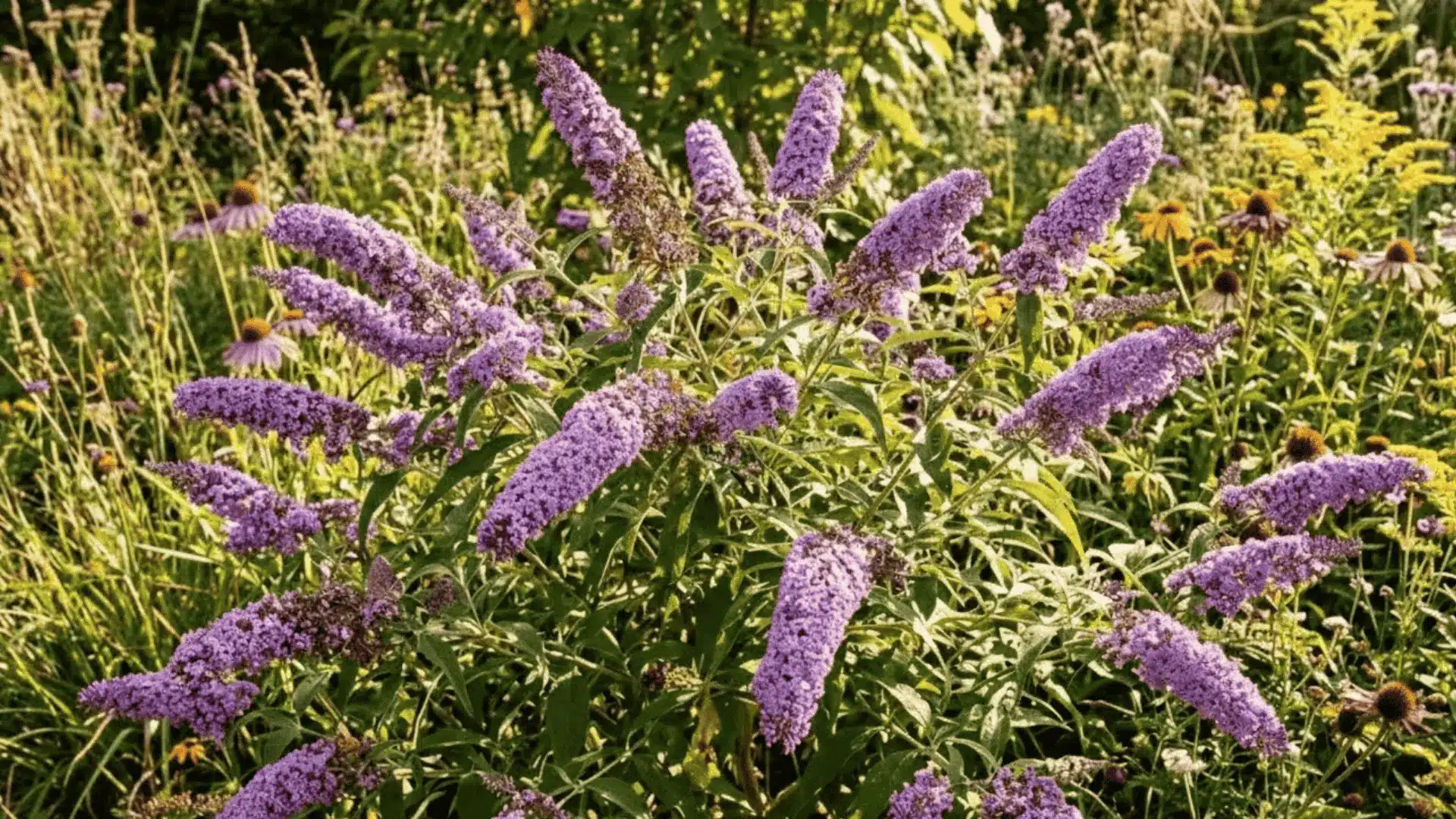 butterfly bush with purple flower spikes covered in colorful butterflies feeding in summer sun