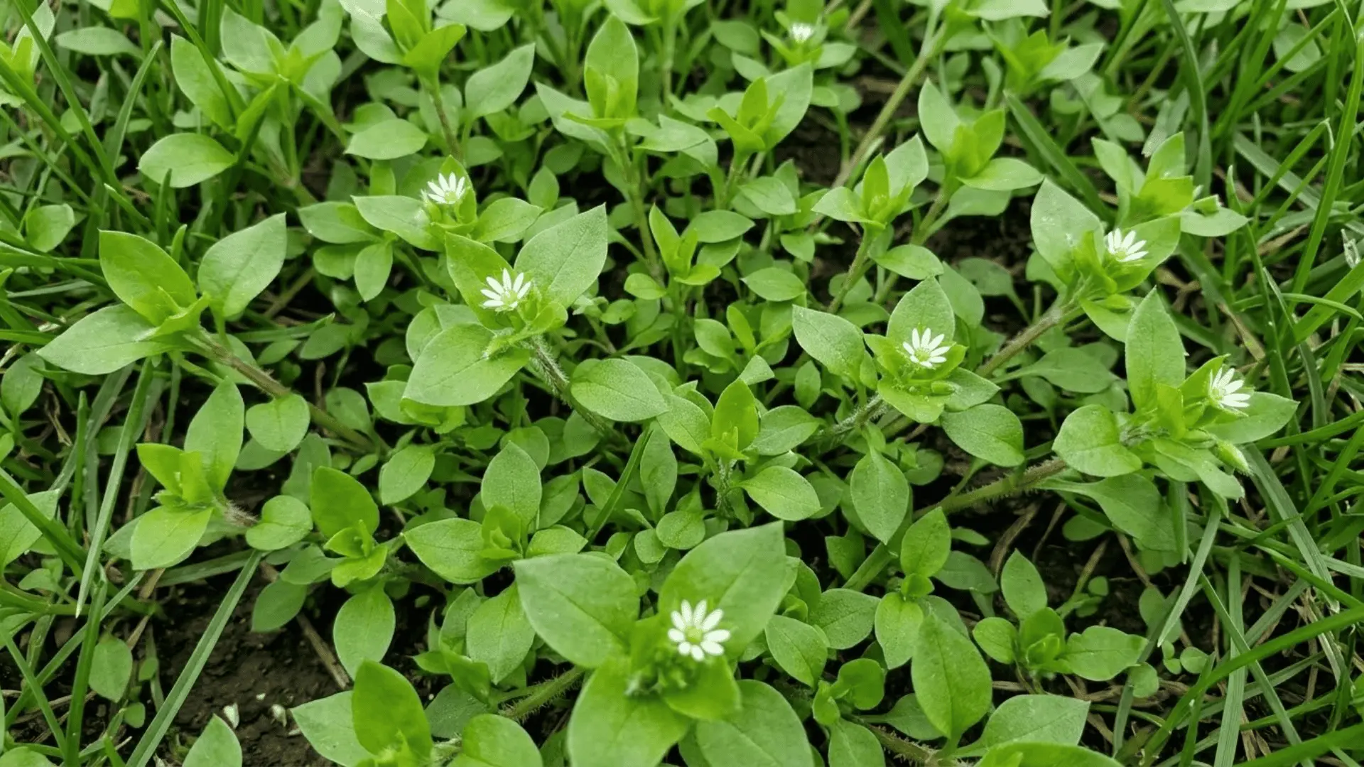 chickweed carpet with small oval leaves and tiny white star-shaped flowers on moist shaded lawn soil