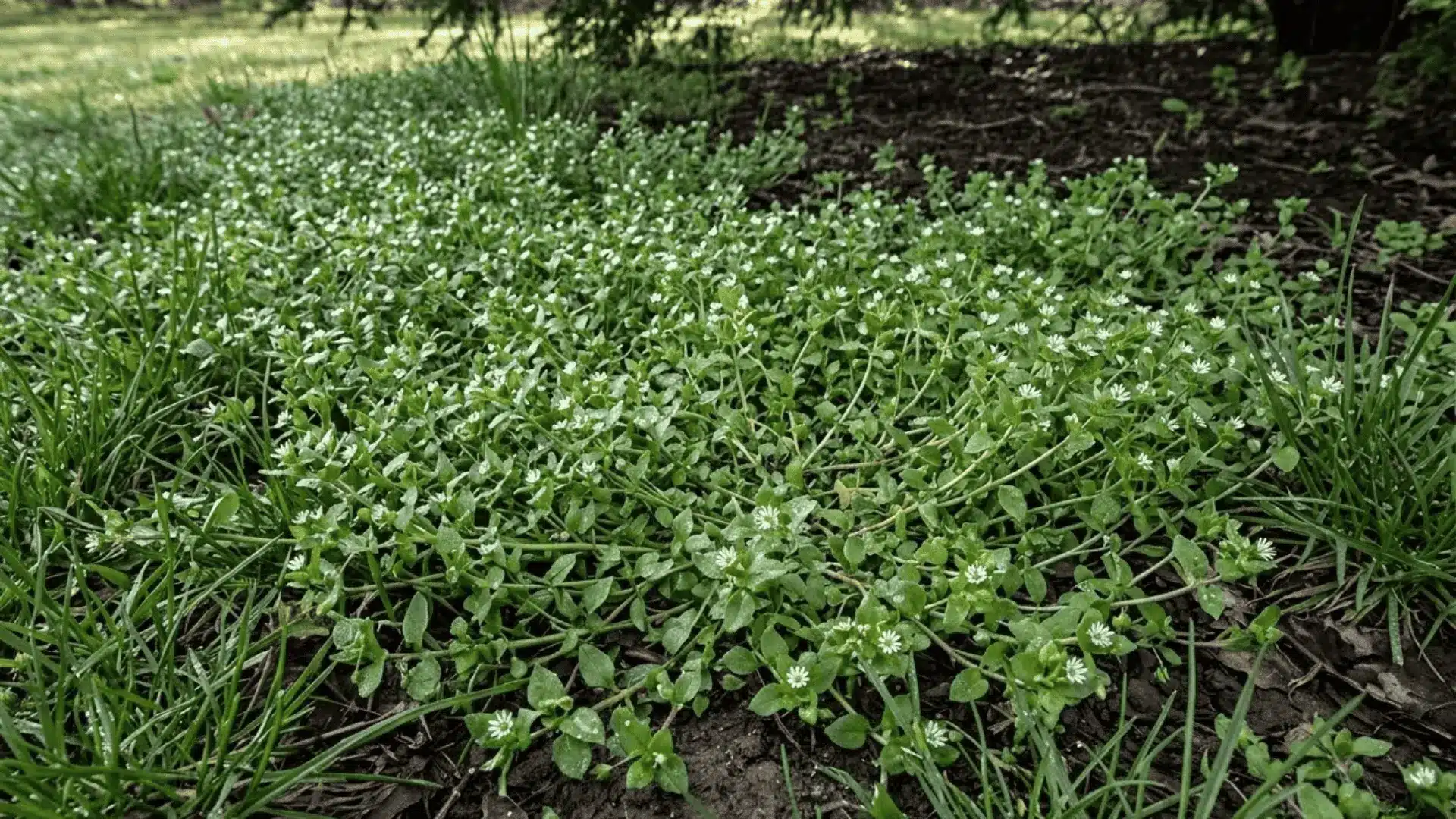 chickweed forming a low dense mat with tiny white star-shaped flowers across a moist shaded lawn