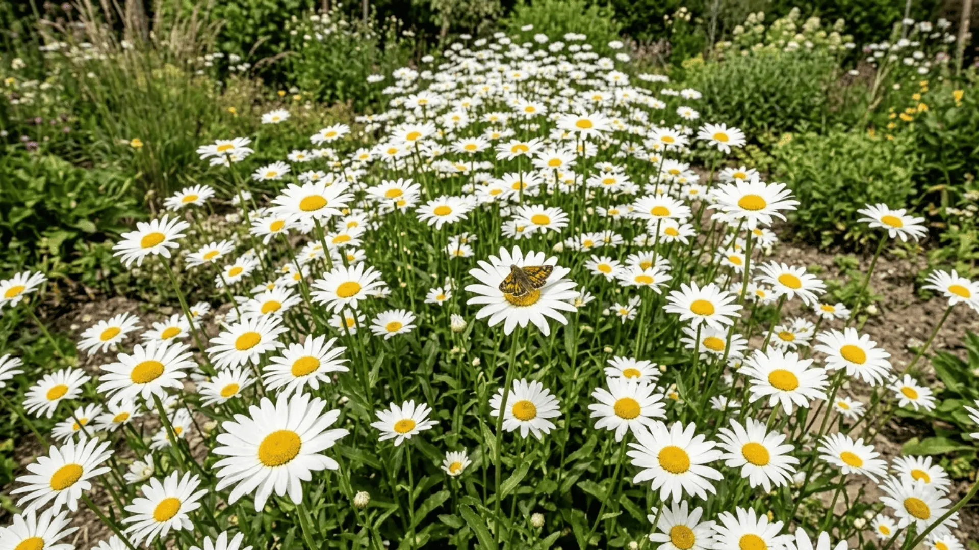 classic white daisies with vivid yellow centers in a sunny informal garden with a skipper butterfly on one bloom