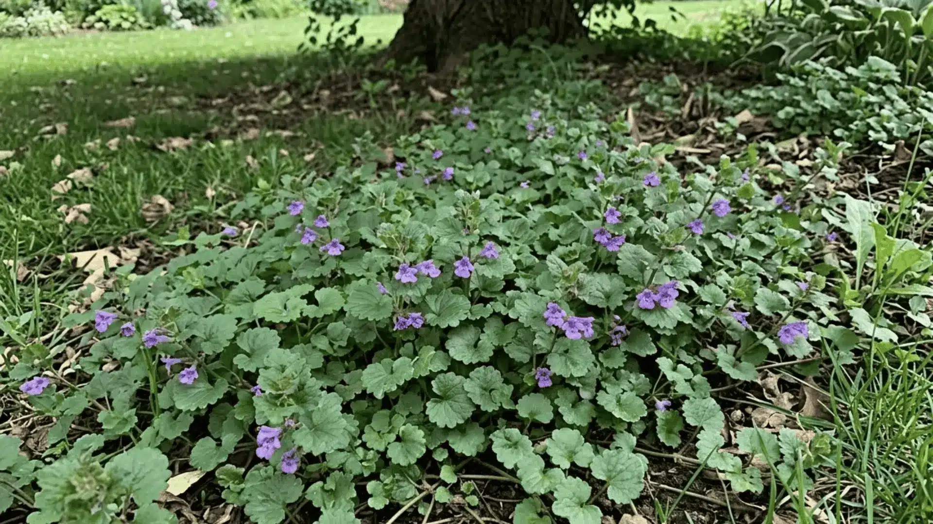 creeping charlie with scalloped round leaves and small purple flowers spreading across a shaded lawn