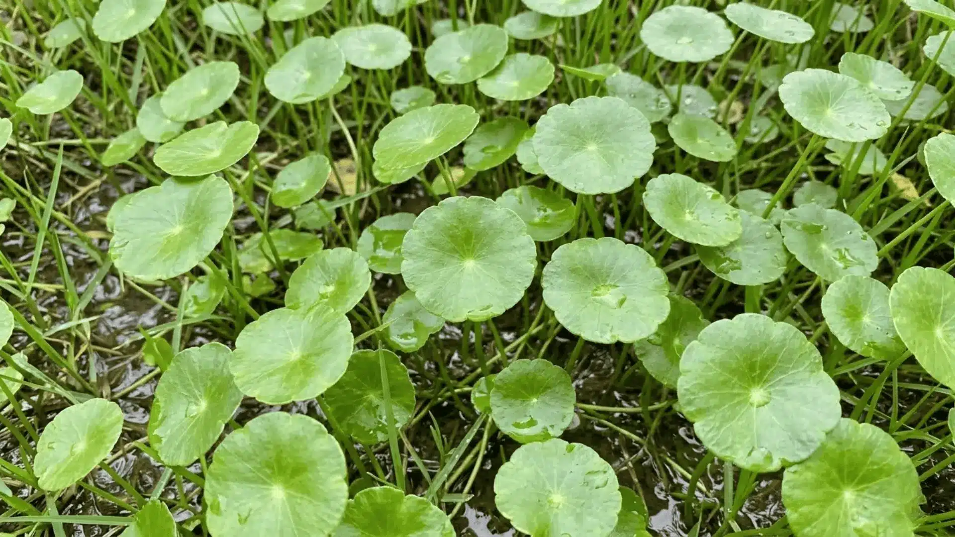 dollarweed with round bright green leaves forming dense mat across moist waterlogged lawn soil