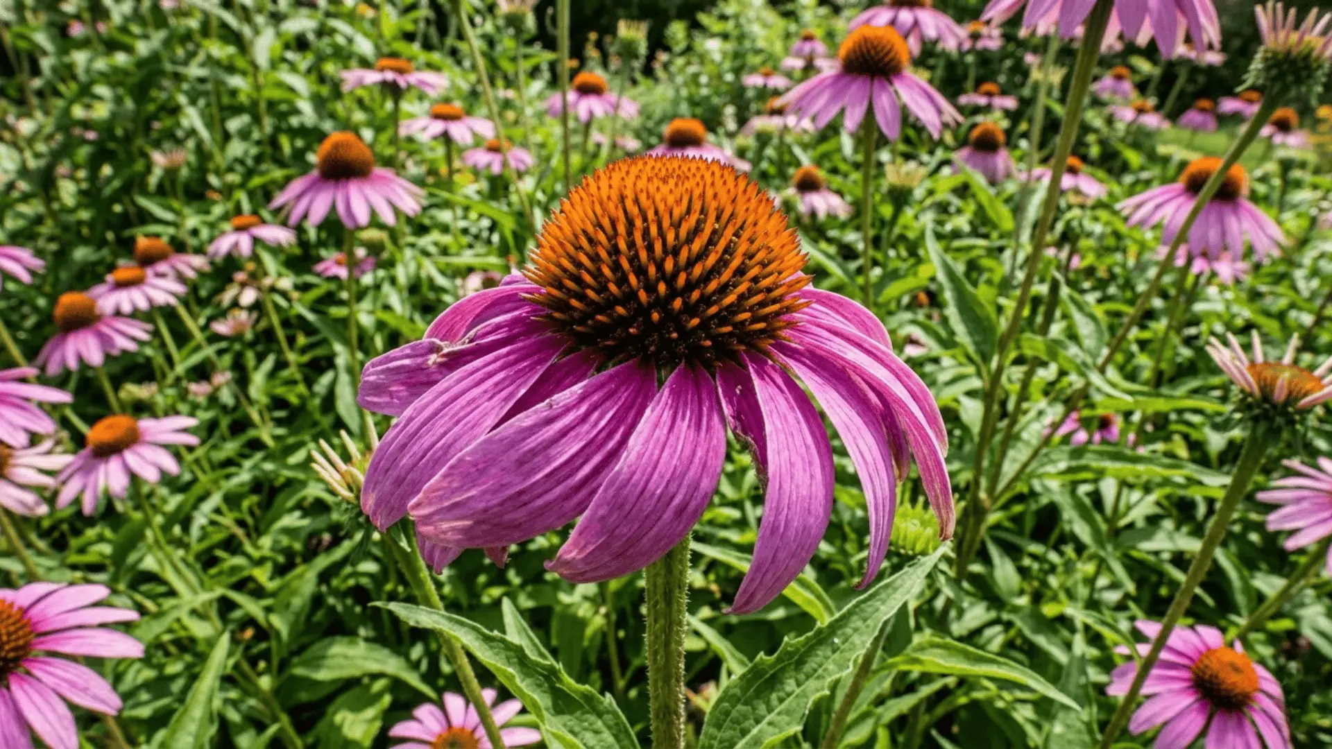 extreme close-up of a single purple coneflower with sharp petal and seed cone detail in natural daylight