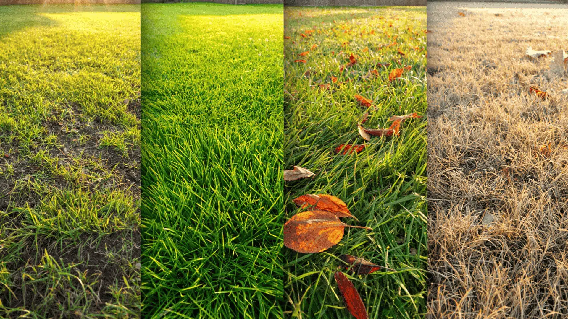 four-panel split image showing the same residential lawn across spring, summer, fall, and winter seasons