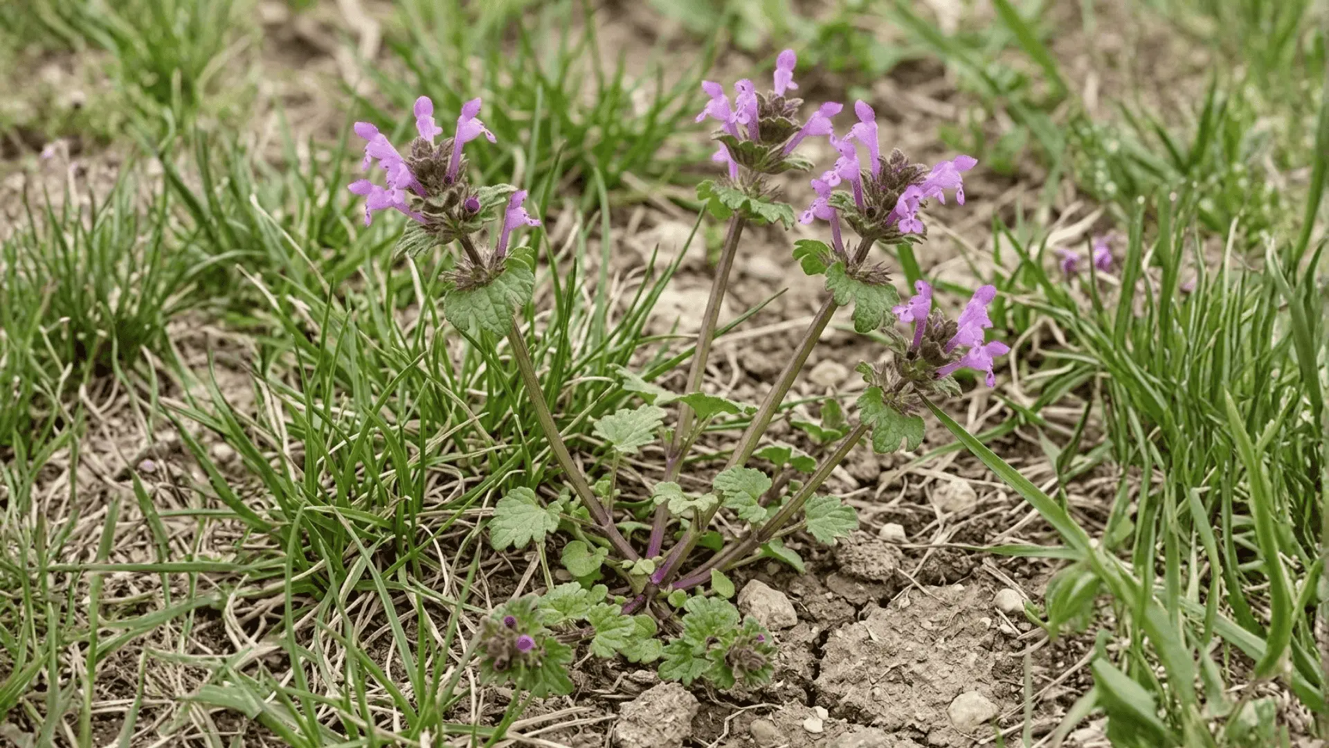 henbit with square stems, clasping leaves, and purple-pink tubular flowers growing in thin early spring turf
