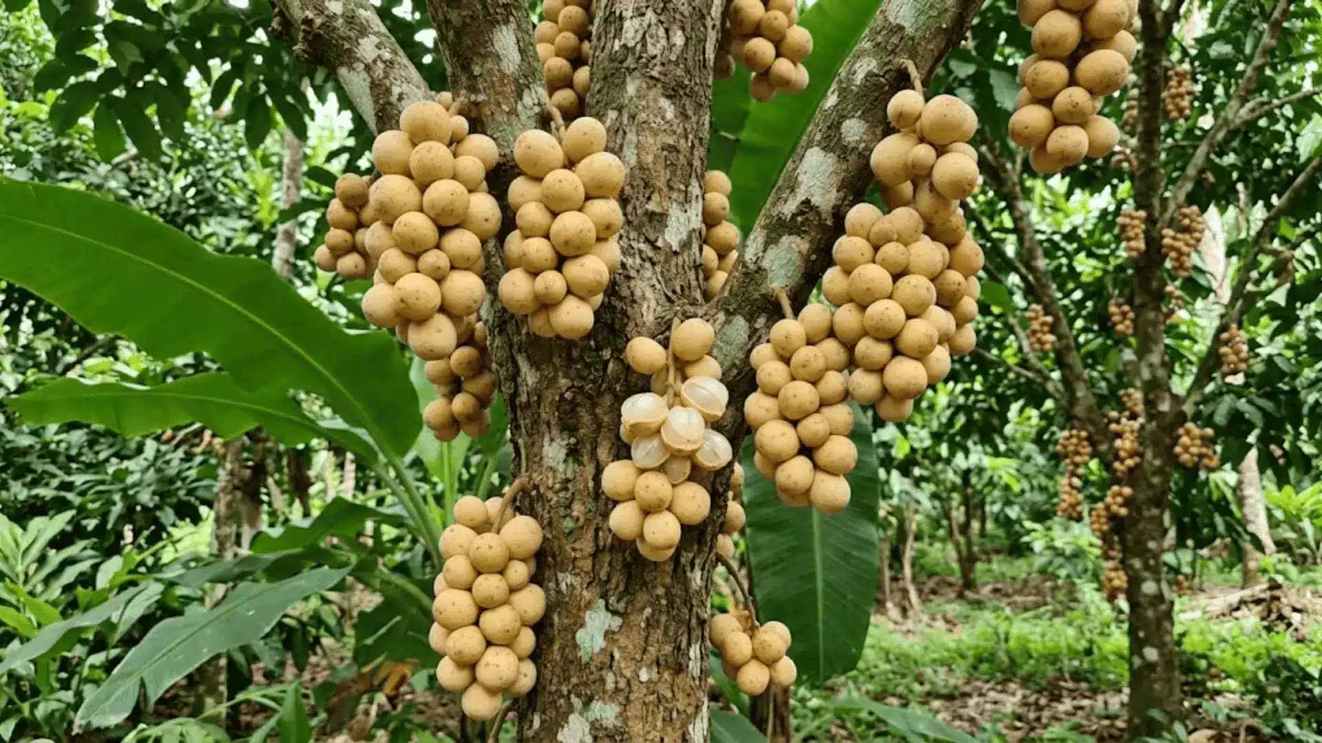 langsat fruit clusters on tree branch in a southeast asian forest garden