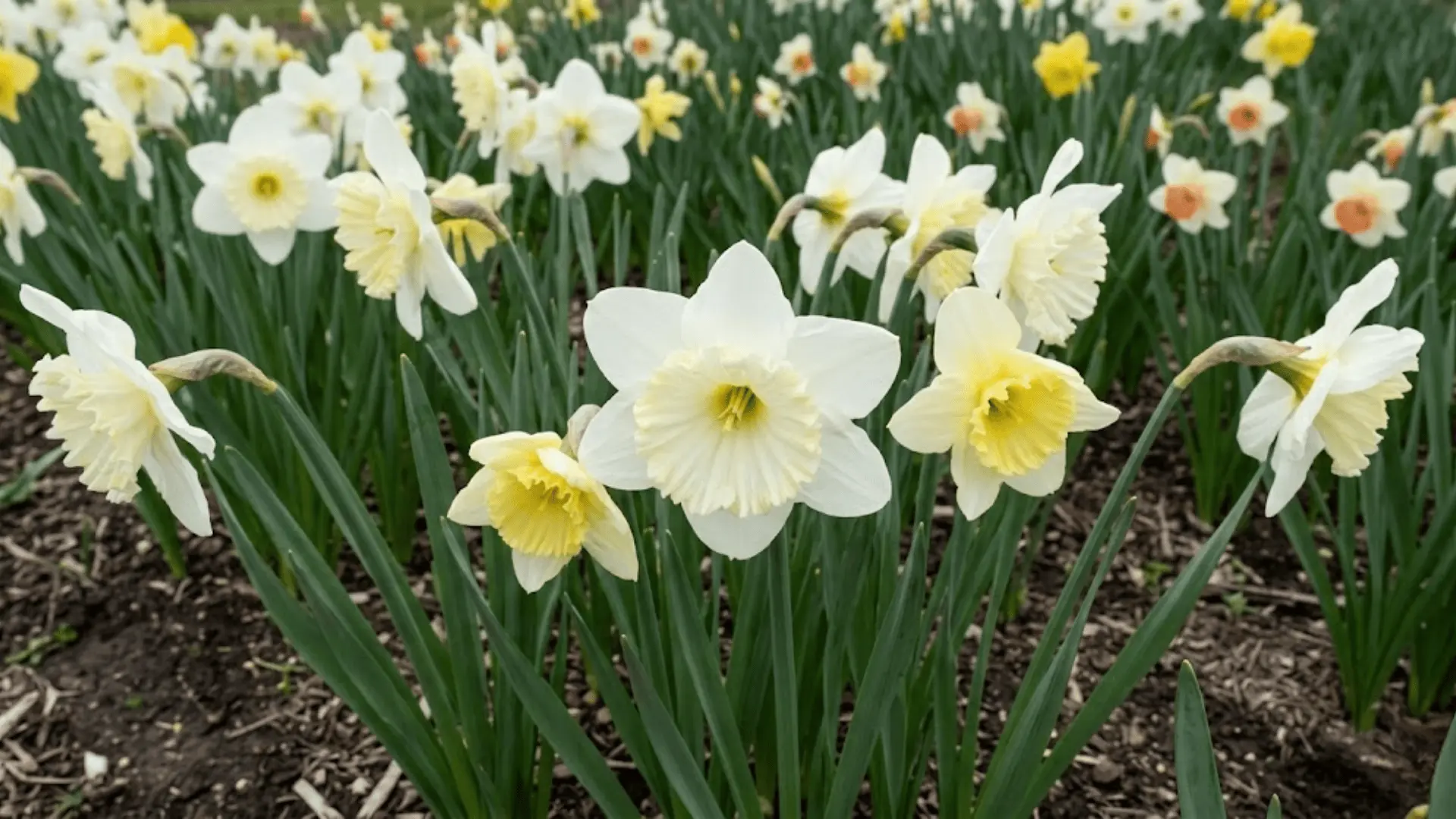 large-cupped narcissus ice follies with white tepals and cream yellow cup in full bloom outdoors