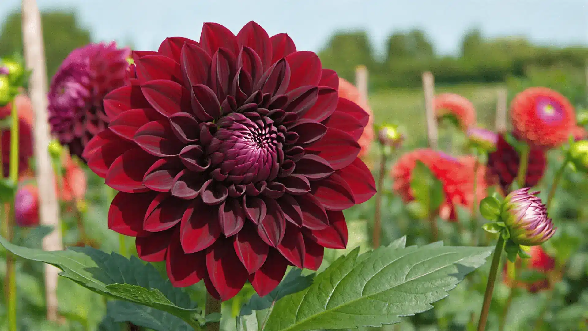 large deep burgundy dinner plate dahlia in full bloom in a sunlit summer garden